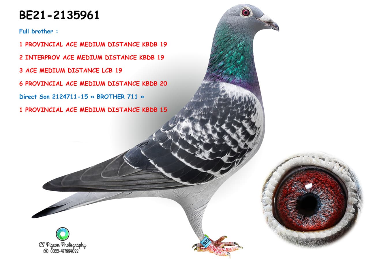 pigeon: undefined