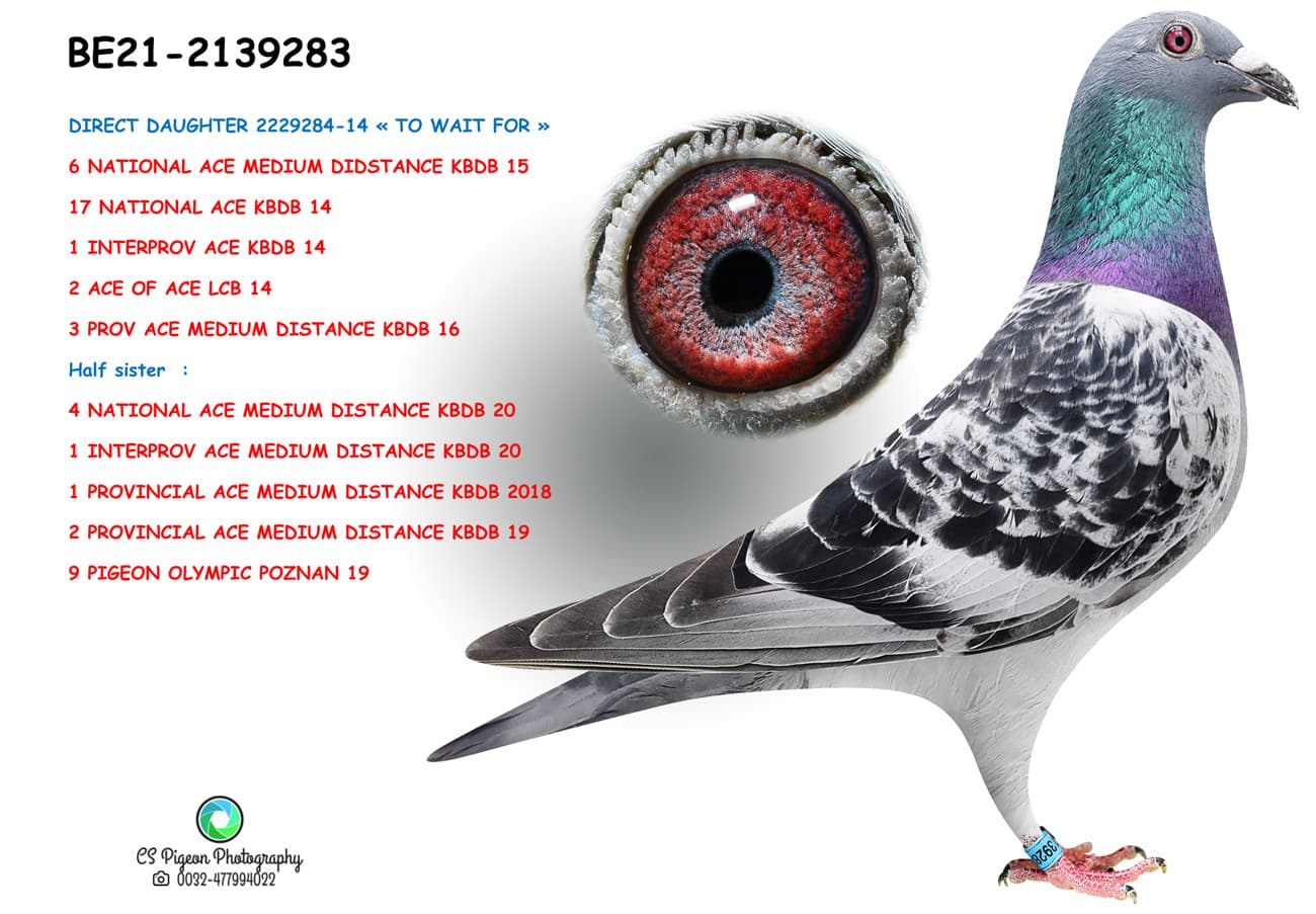 pigeon: undefined