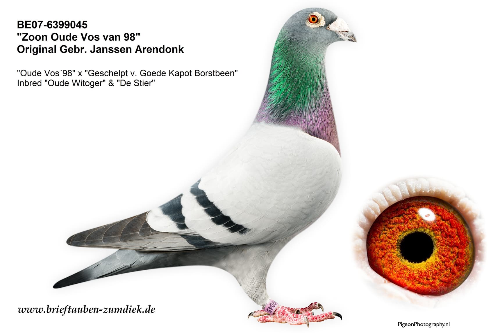 pigeon: undefined
