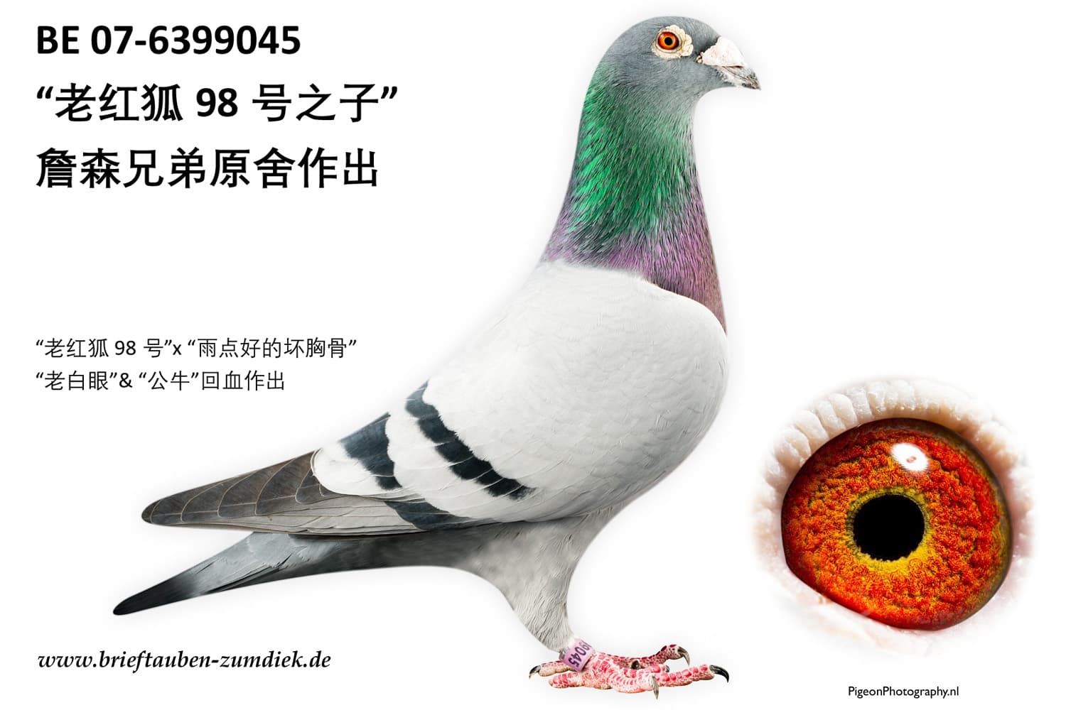 pigeon: undefined