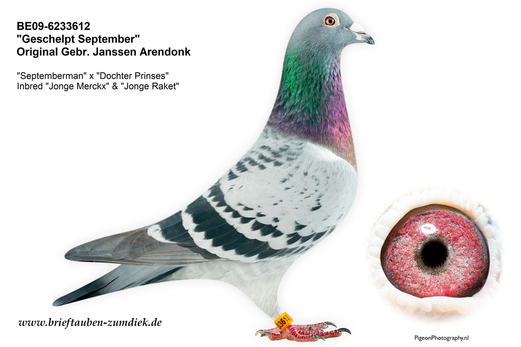 pigeon: undefined