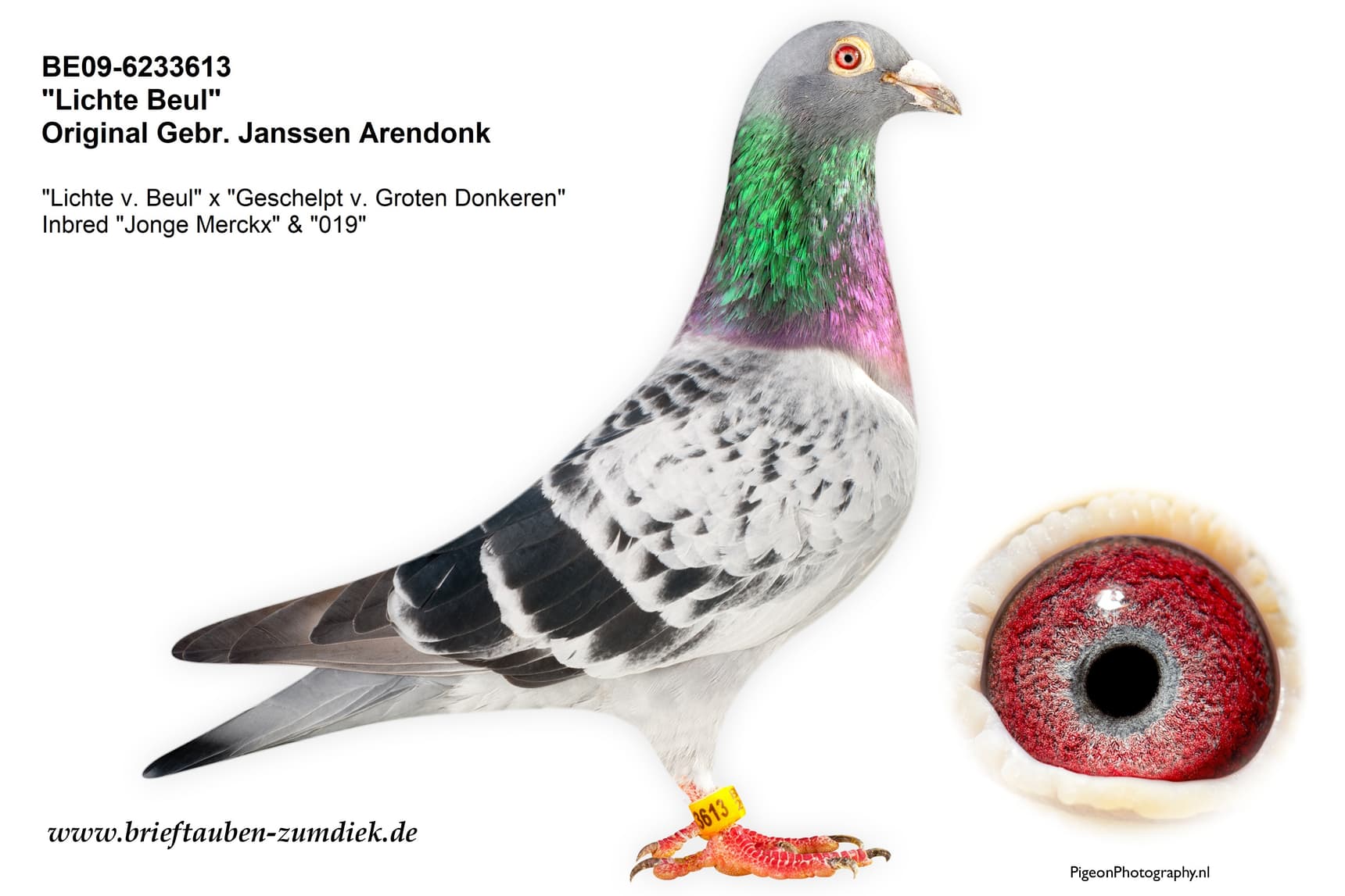 pigeon: undefined
