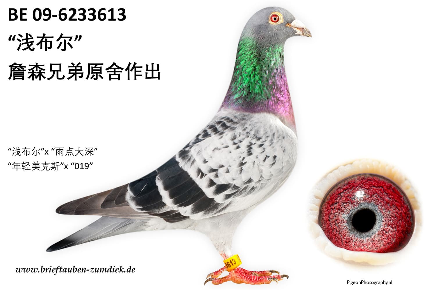 pigeon: undefined
