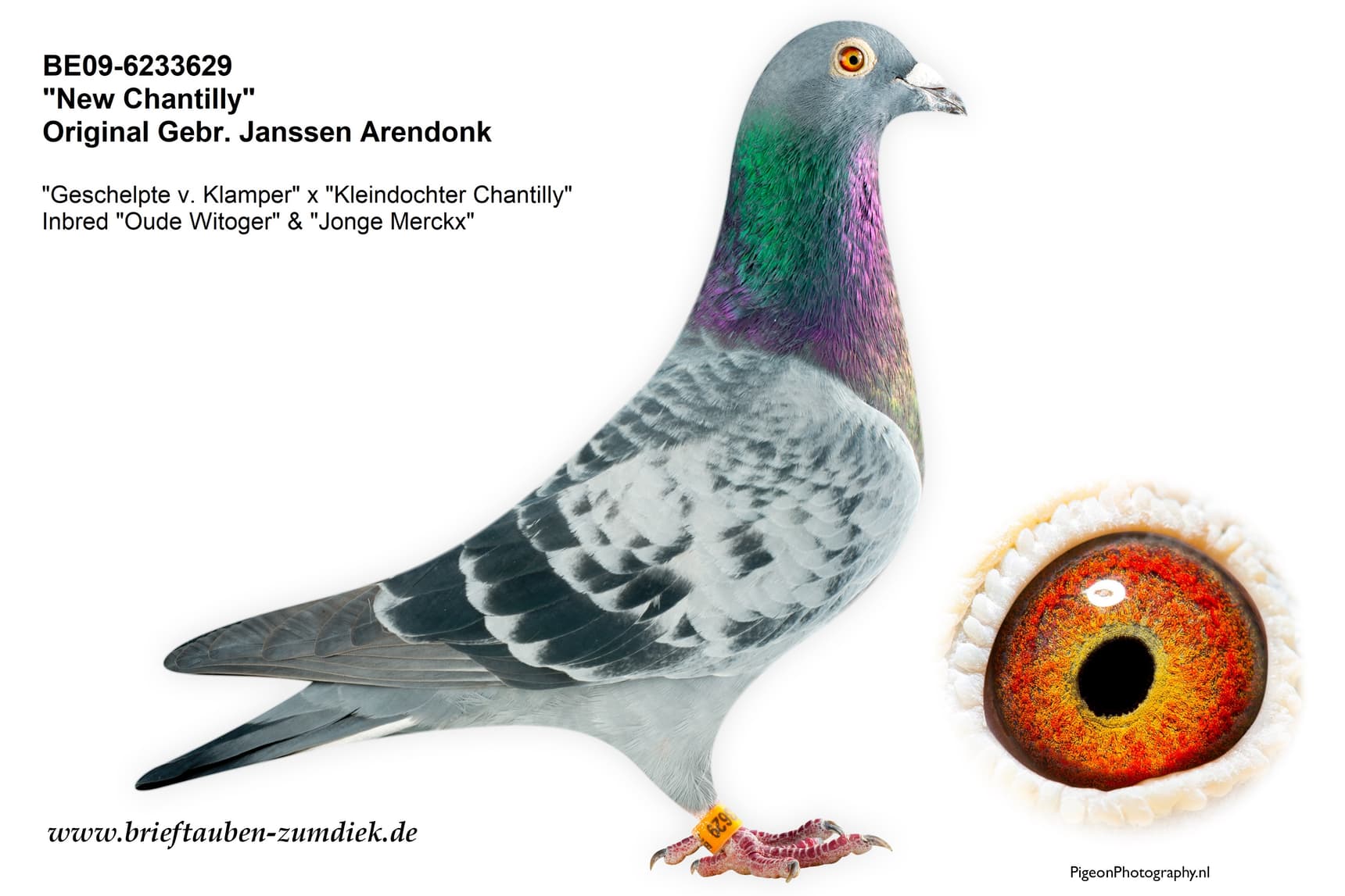 pigeon: undefined