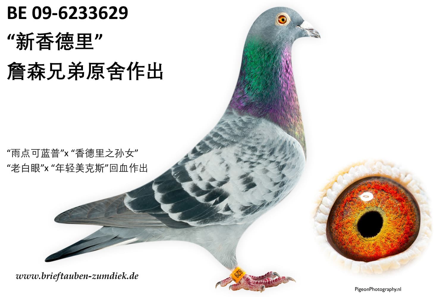 pigeon: undefined