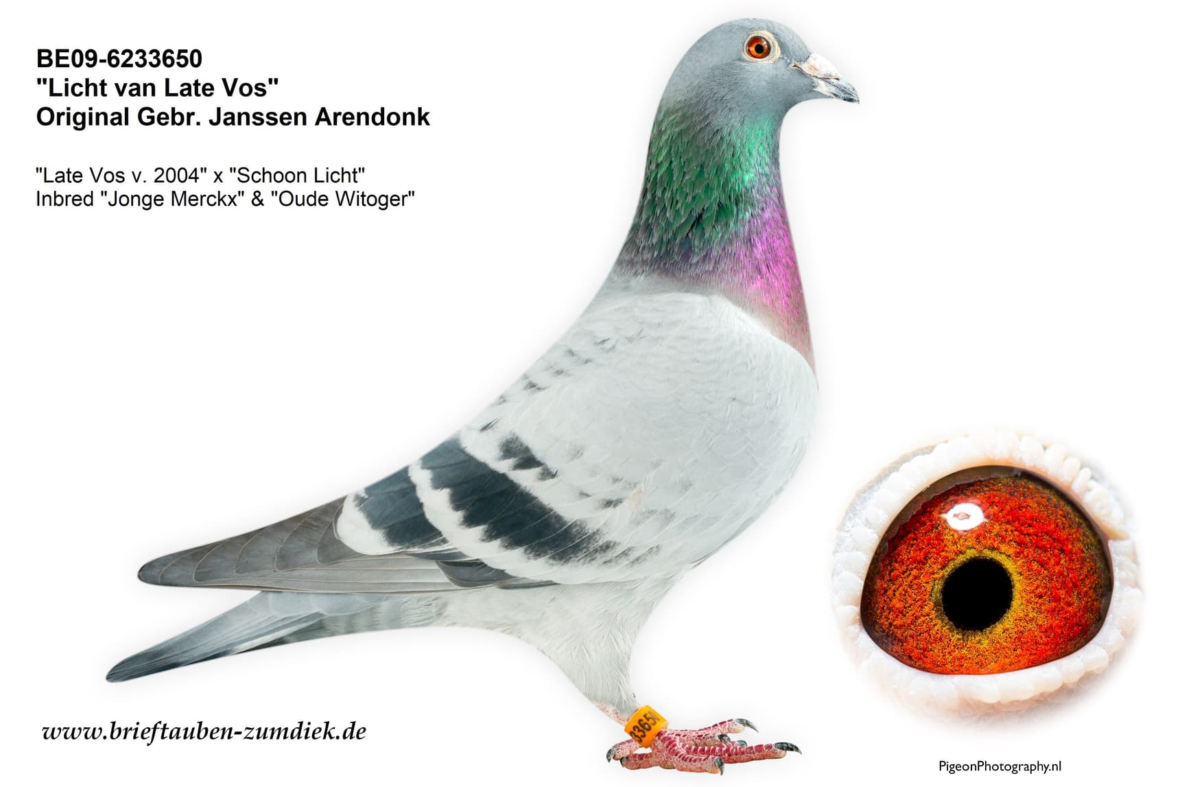 pigeon: undefined