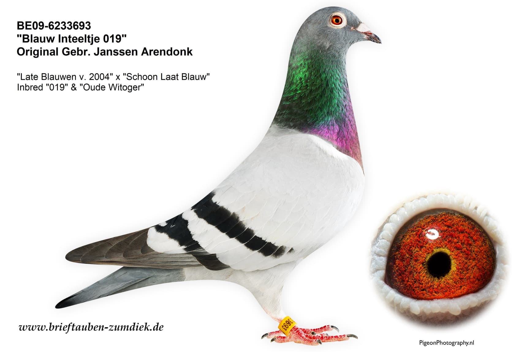 pigeon: undefined