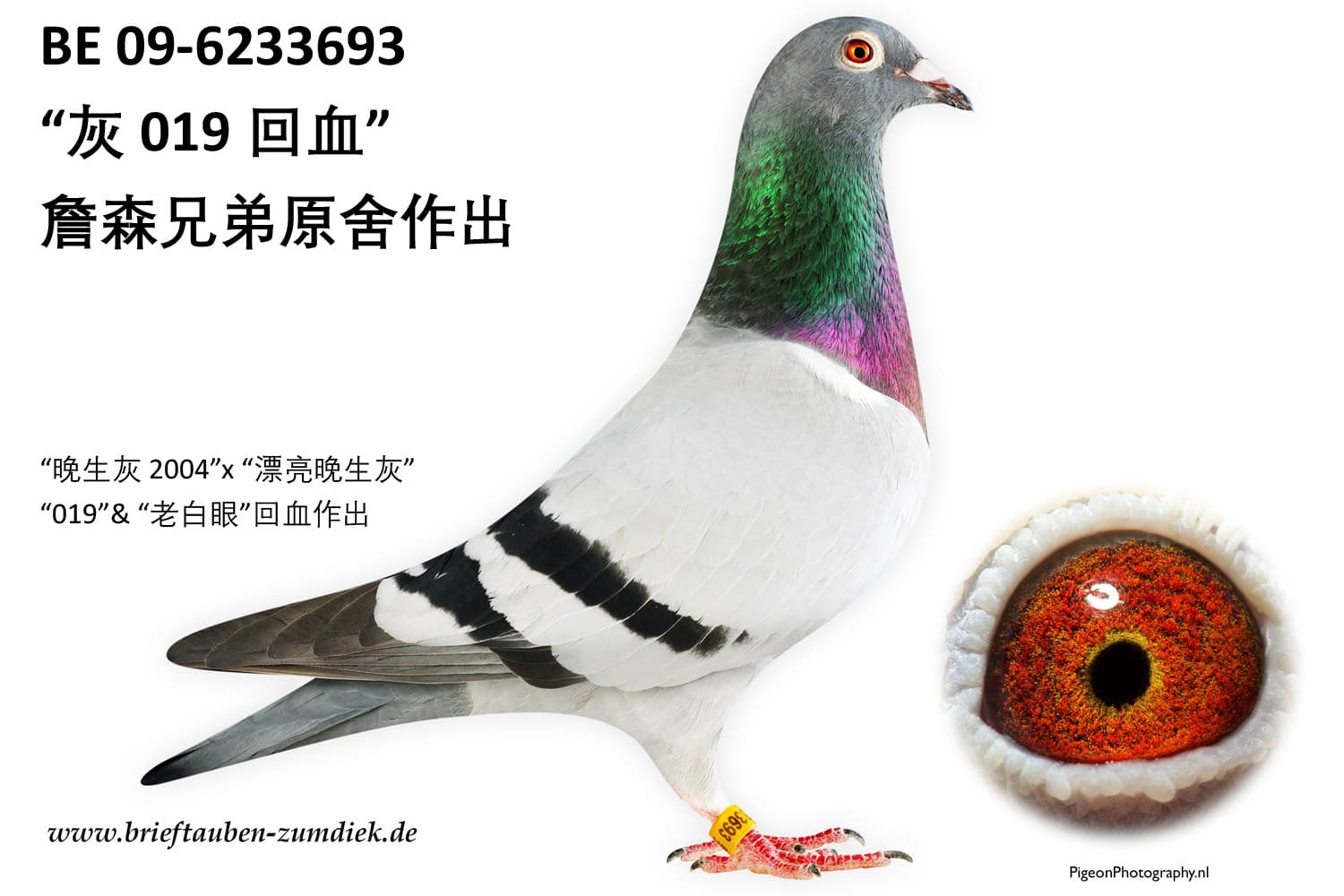 pigeon: undefined