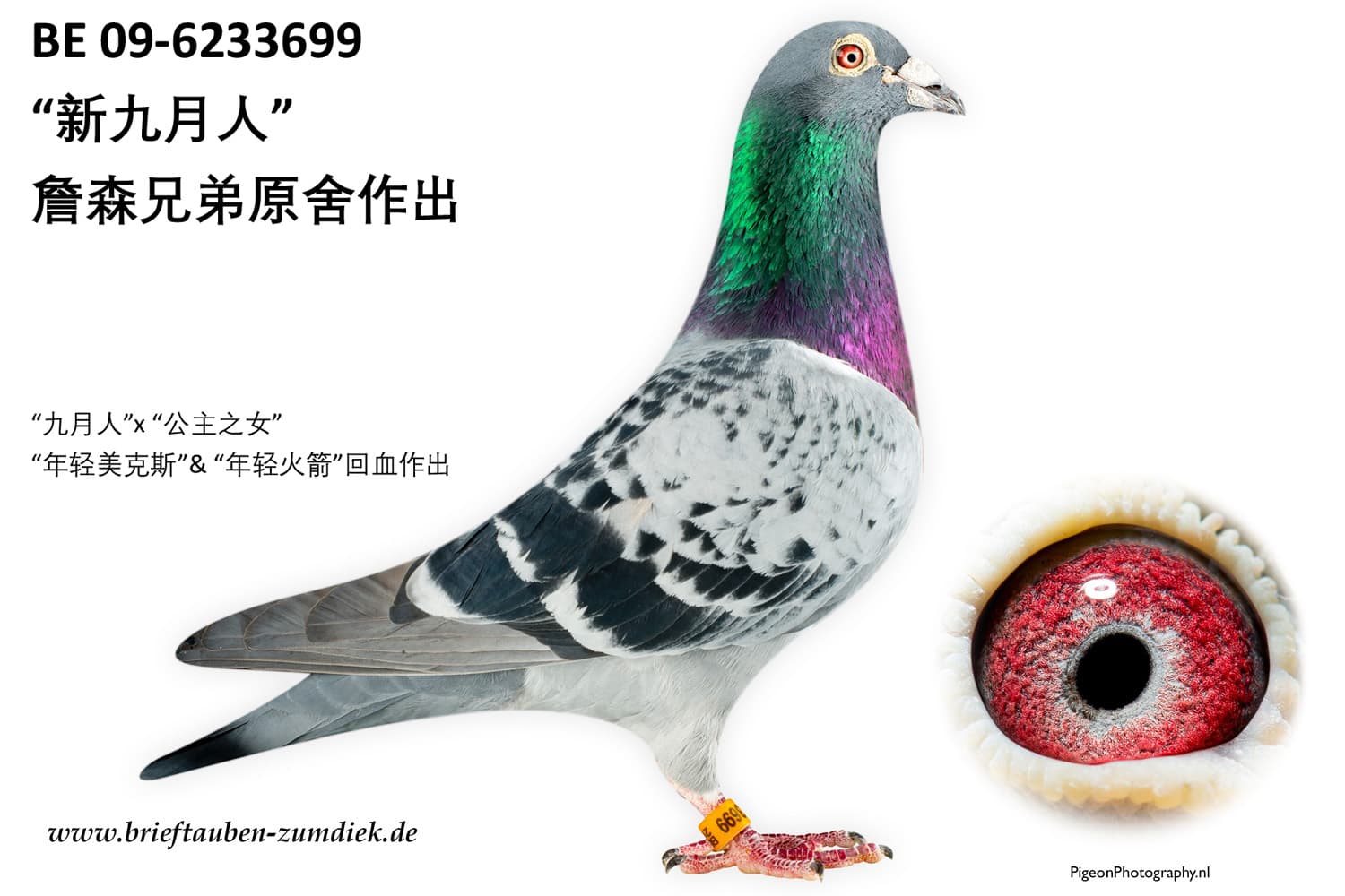pigeon: undefined