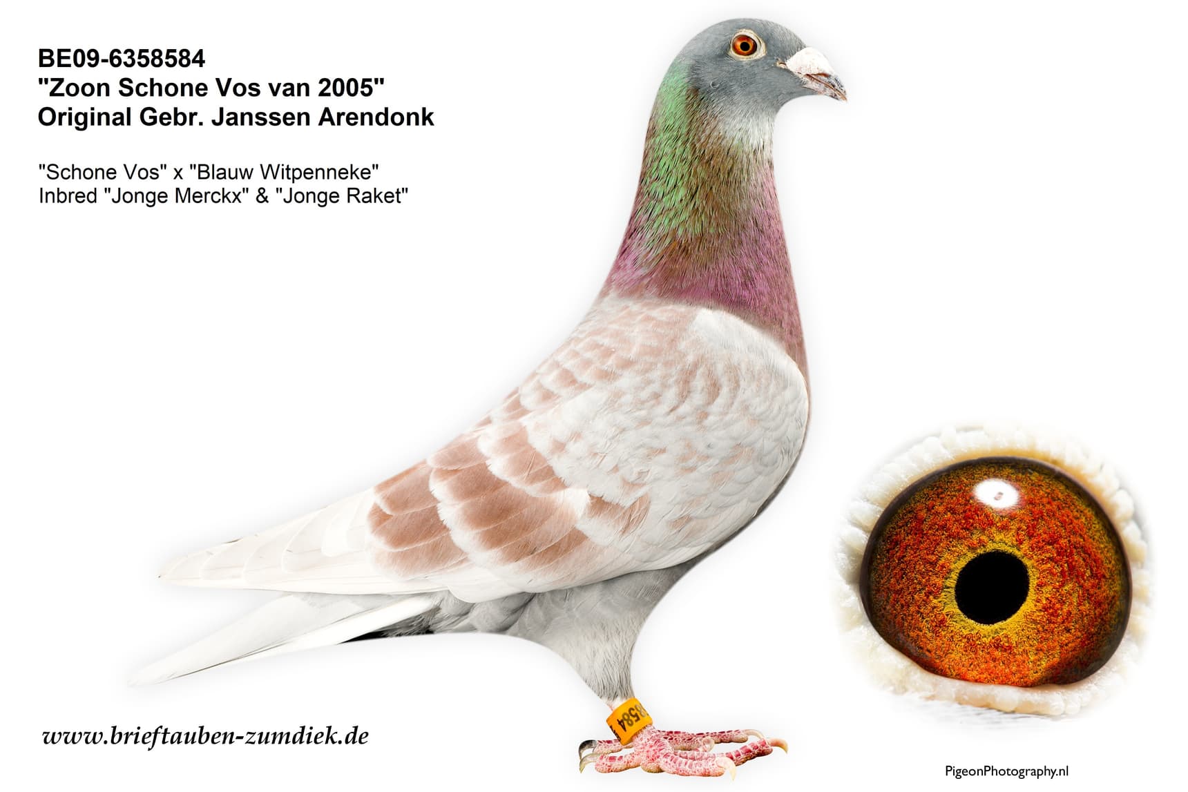 pigeon: undefined
