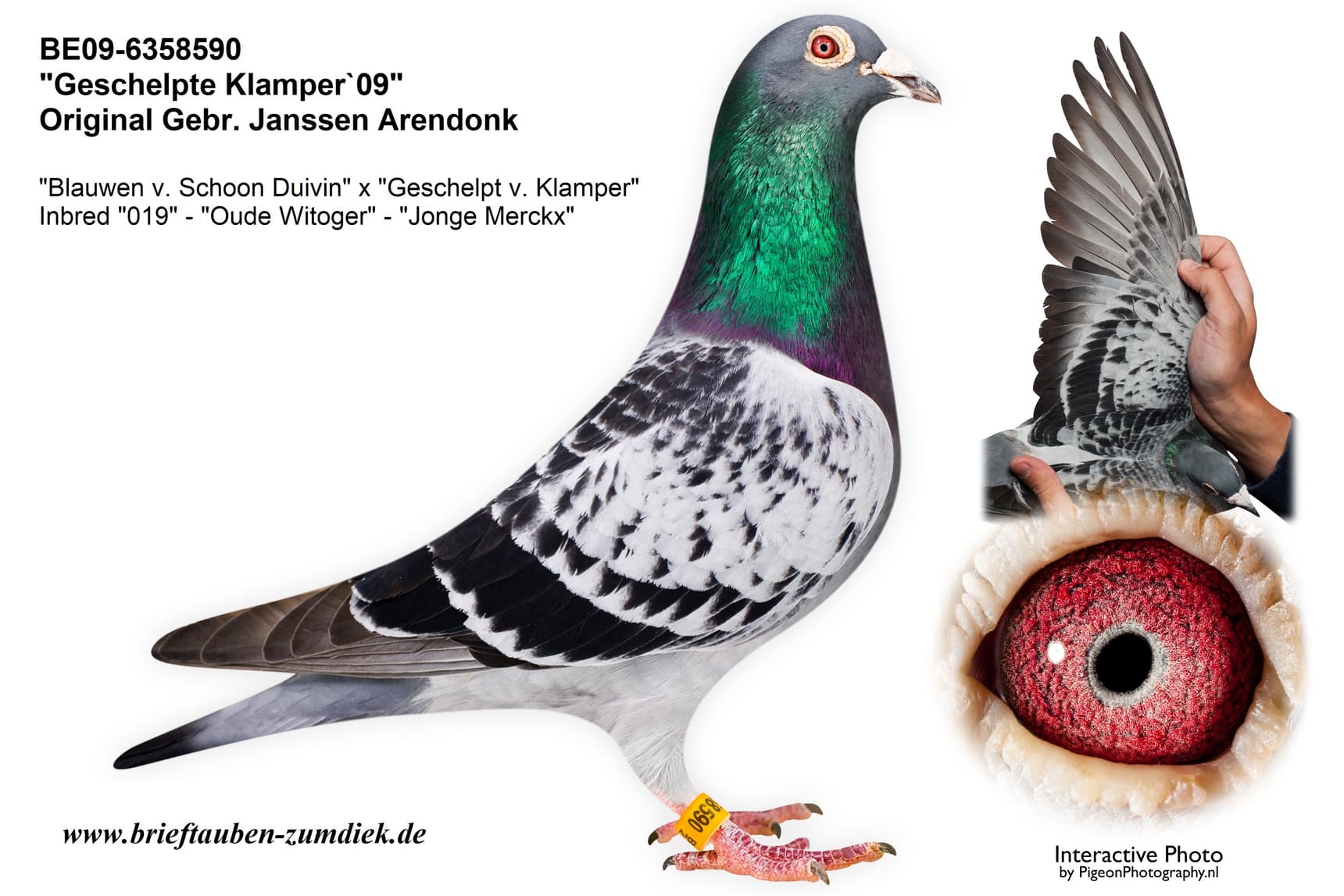pigeon: undefined