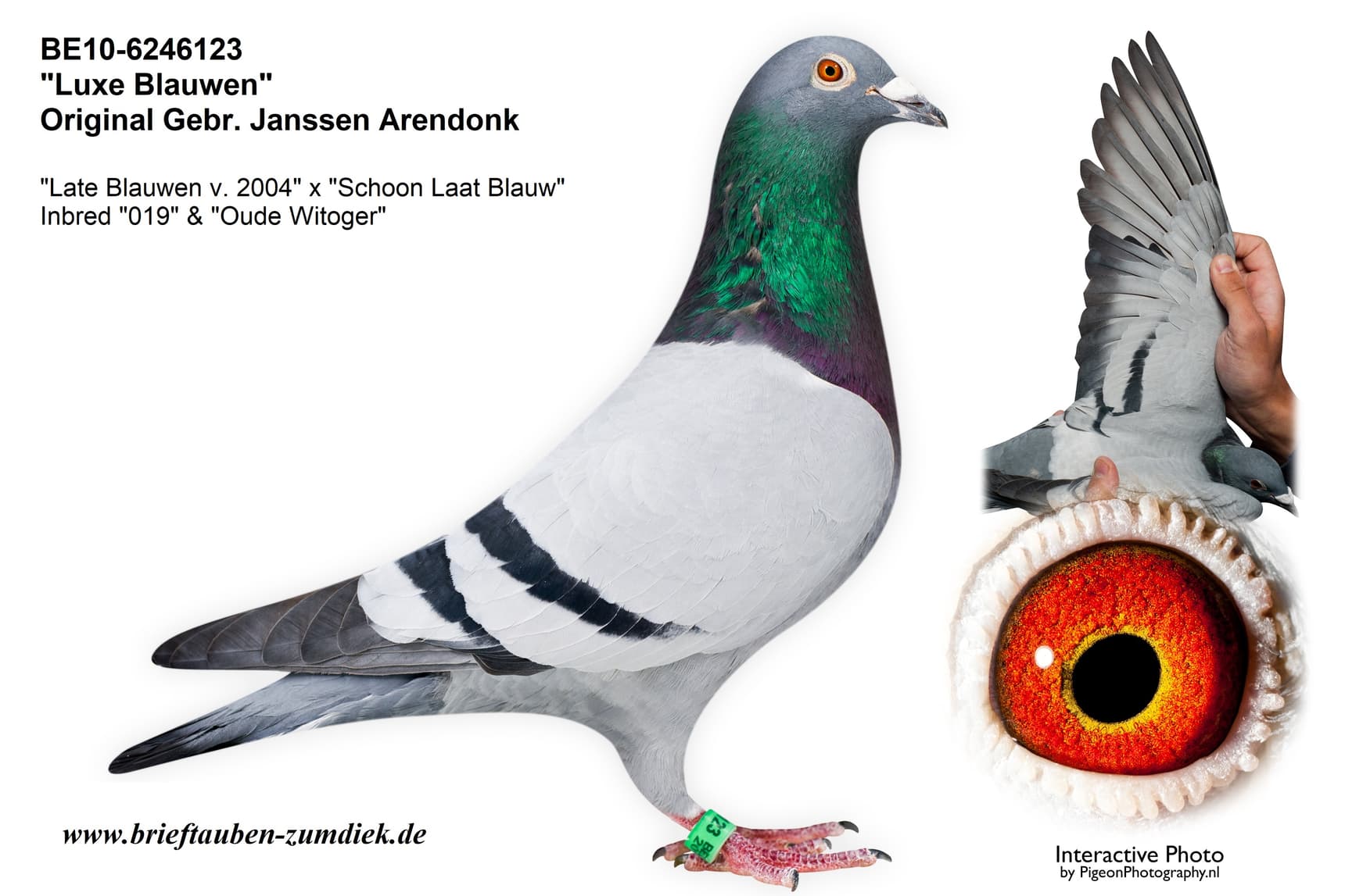 pigeon: undefined