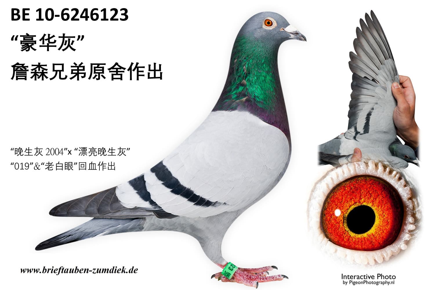 pigeon: undefined
