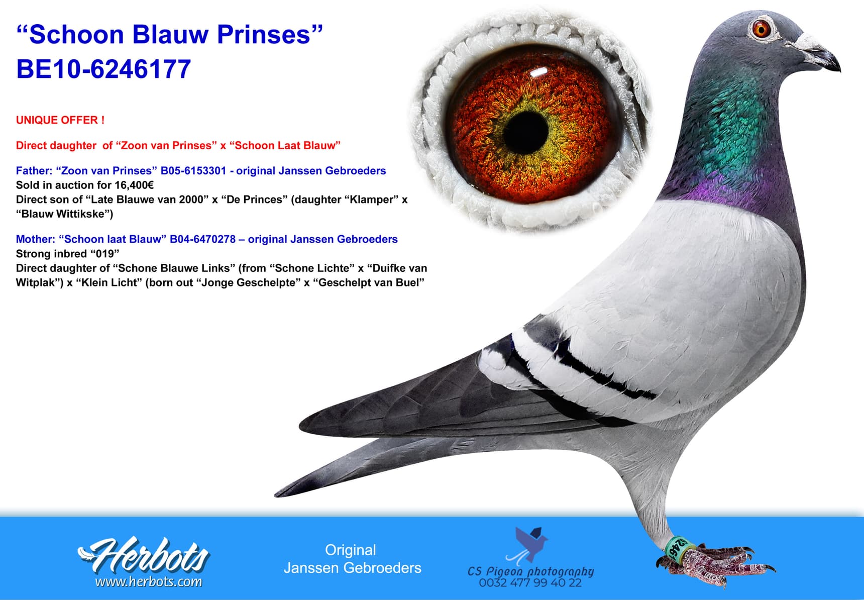pigeon: undefined