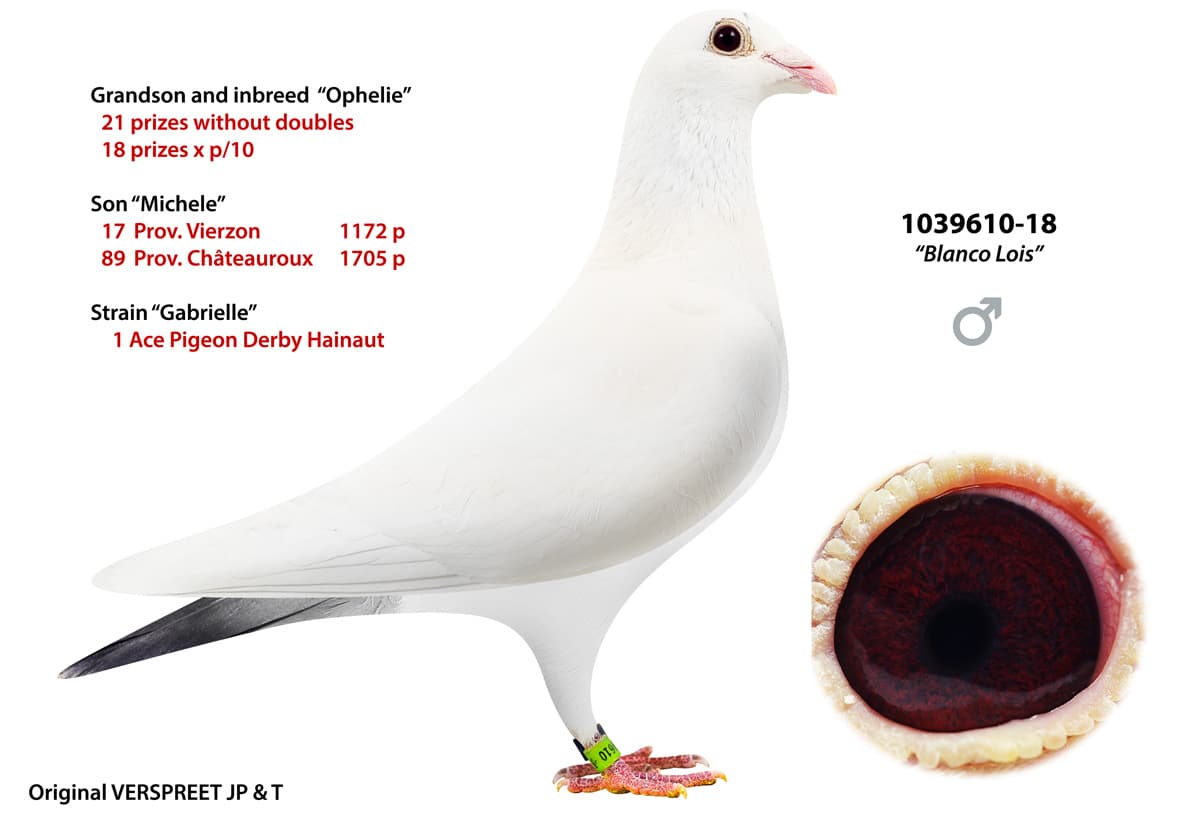 pigeon: undefined