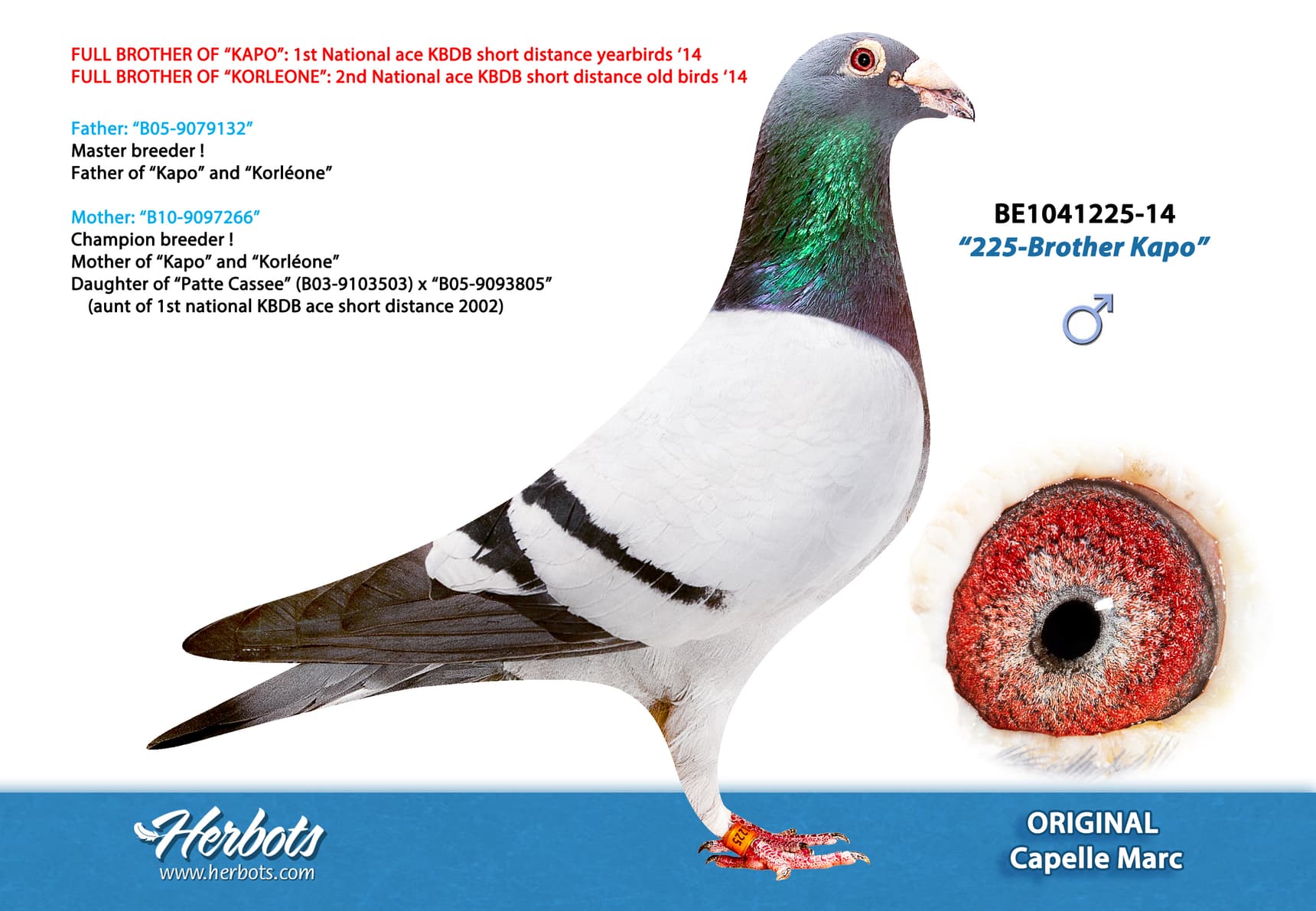 pigeon: undefined