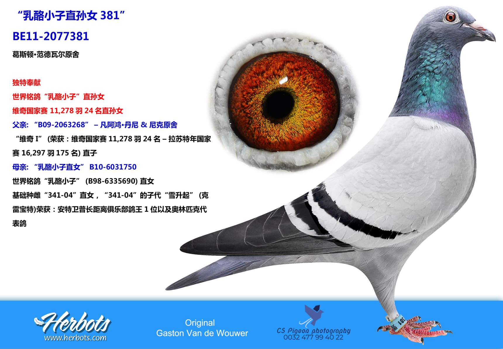 pigeon: “乳酪小子直孙女381”