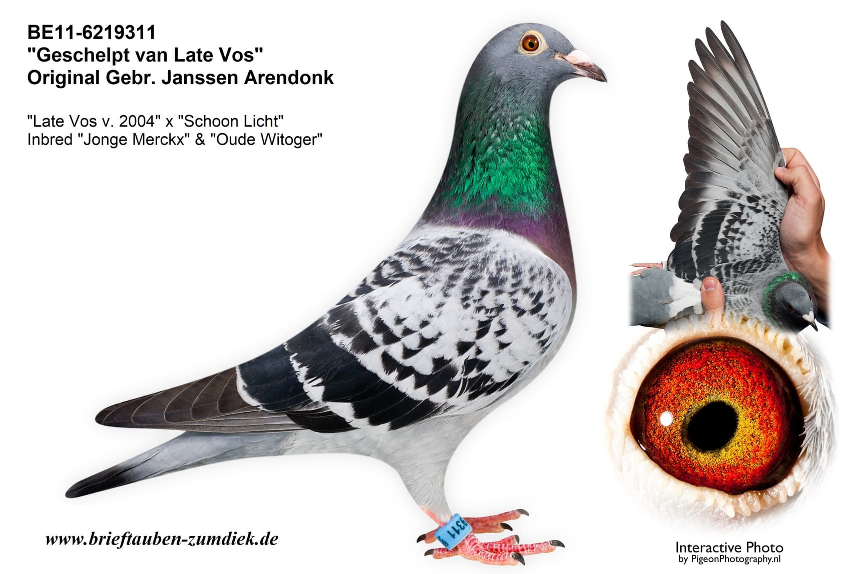 pigeon: undefined
