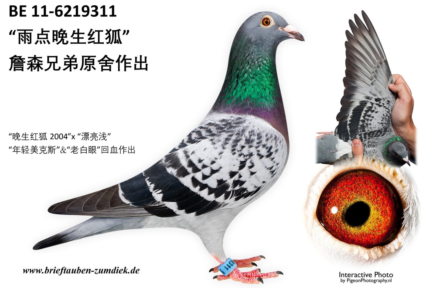pigeon: undefined