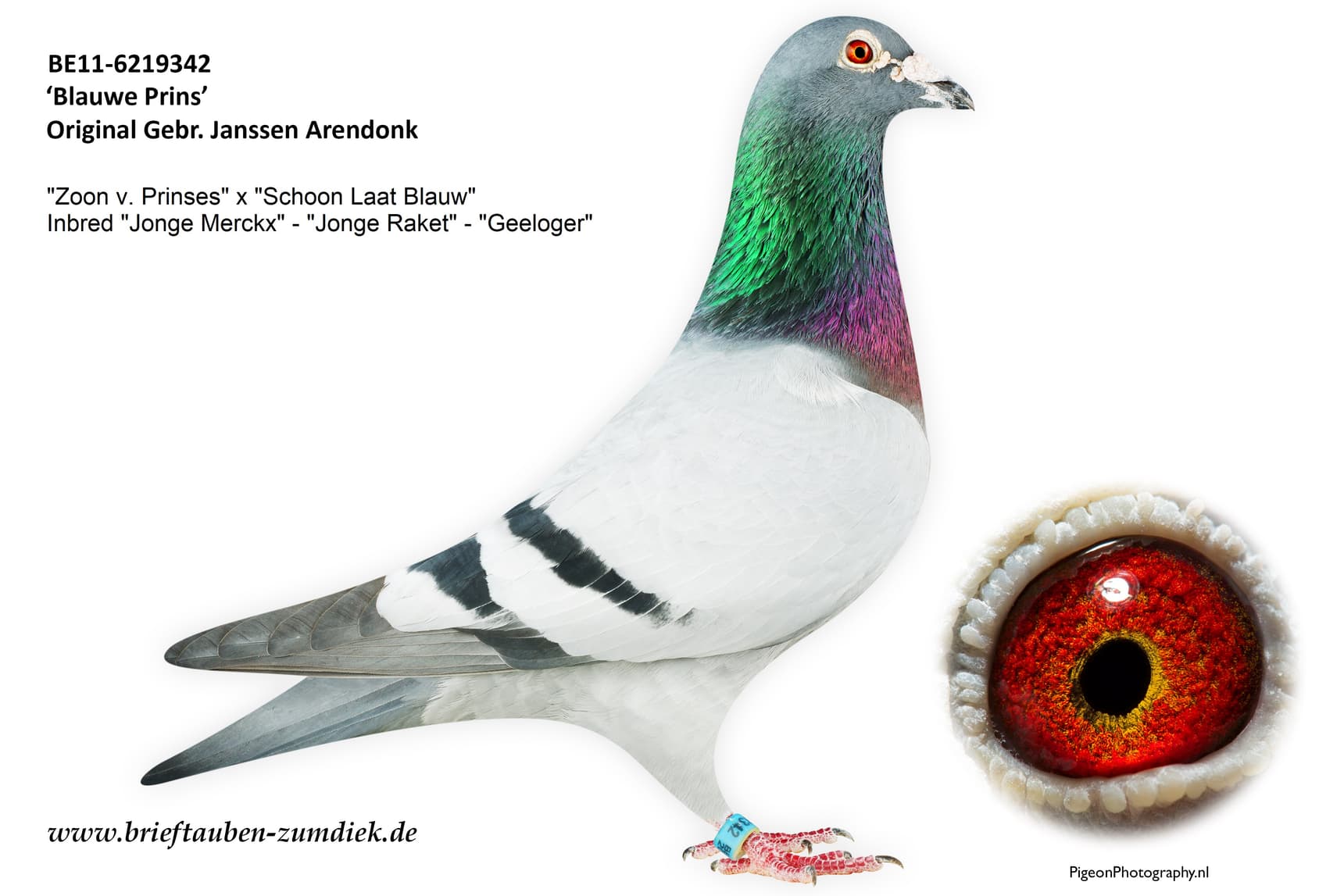 pigeon: undefined