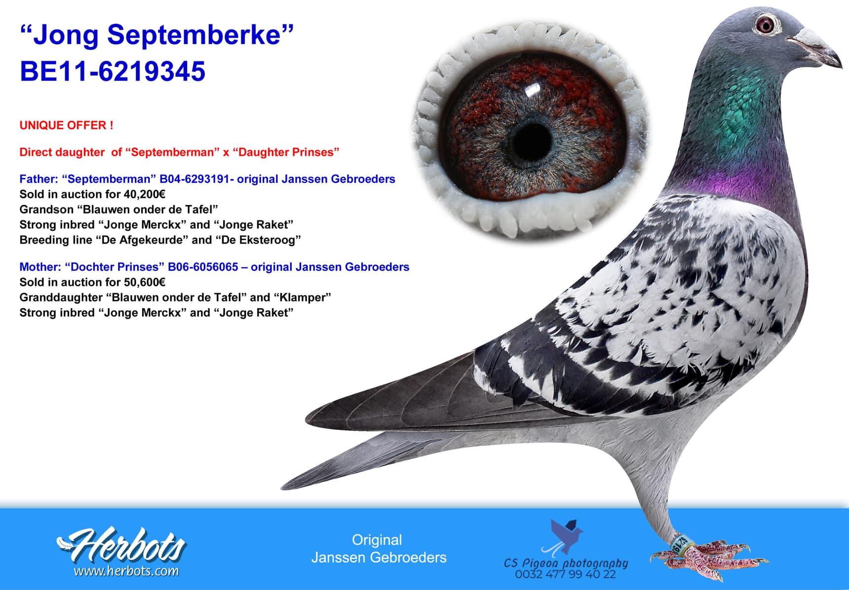 pigeon: undefined