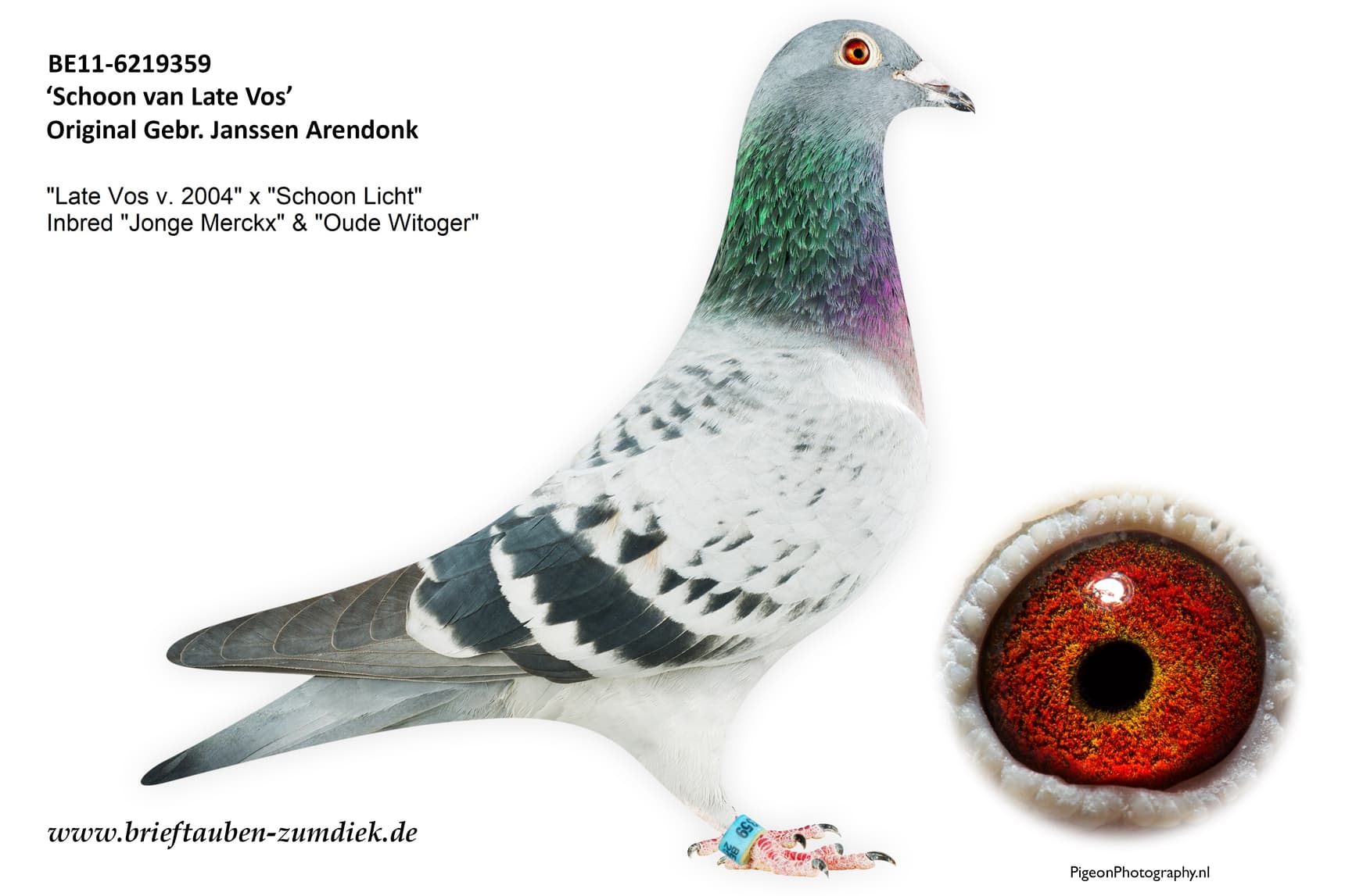 pigeon: undefined