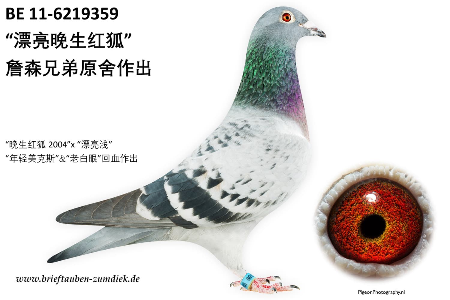 pigeon: undefined