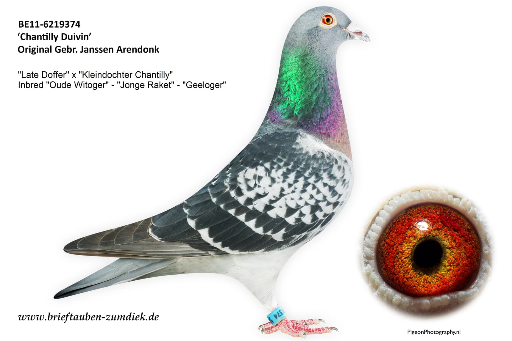 pigeon: undefined