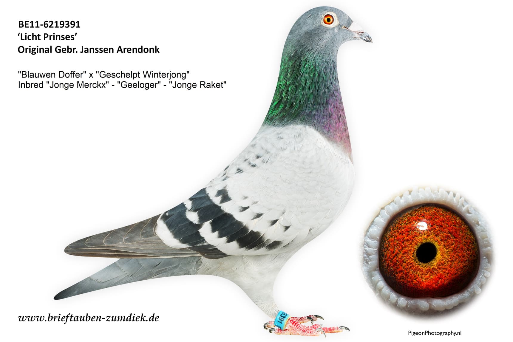 pigeon: undefined