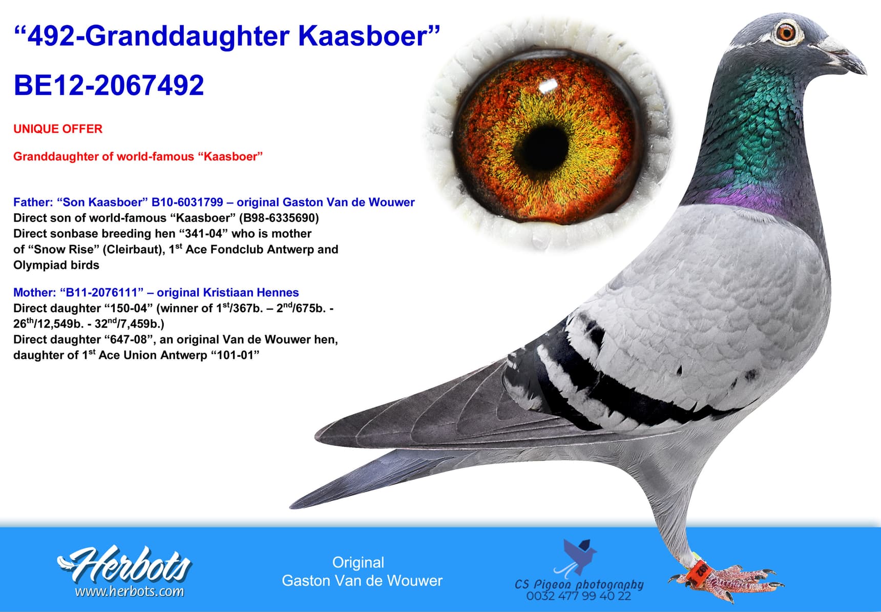 pigeon: undefined