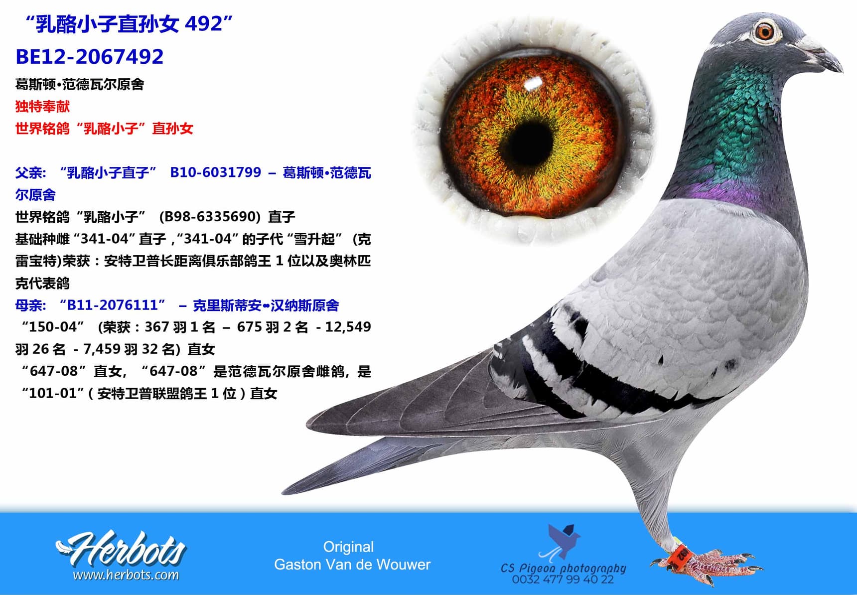 pigeon: “乳酪小子直孙女492”