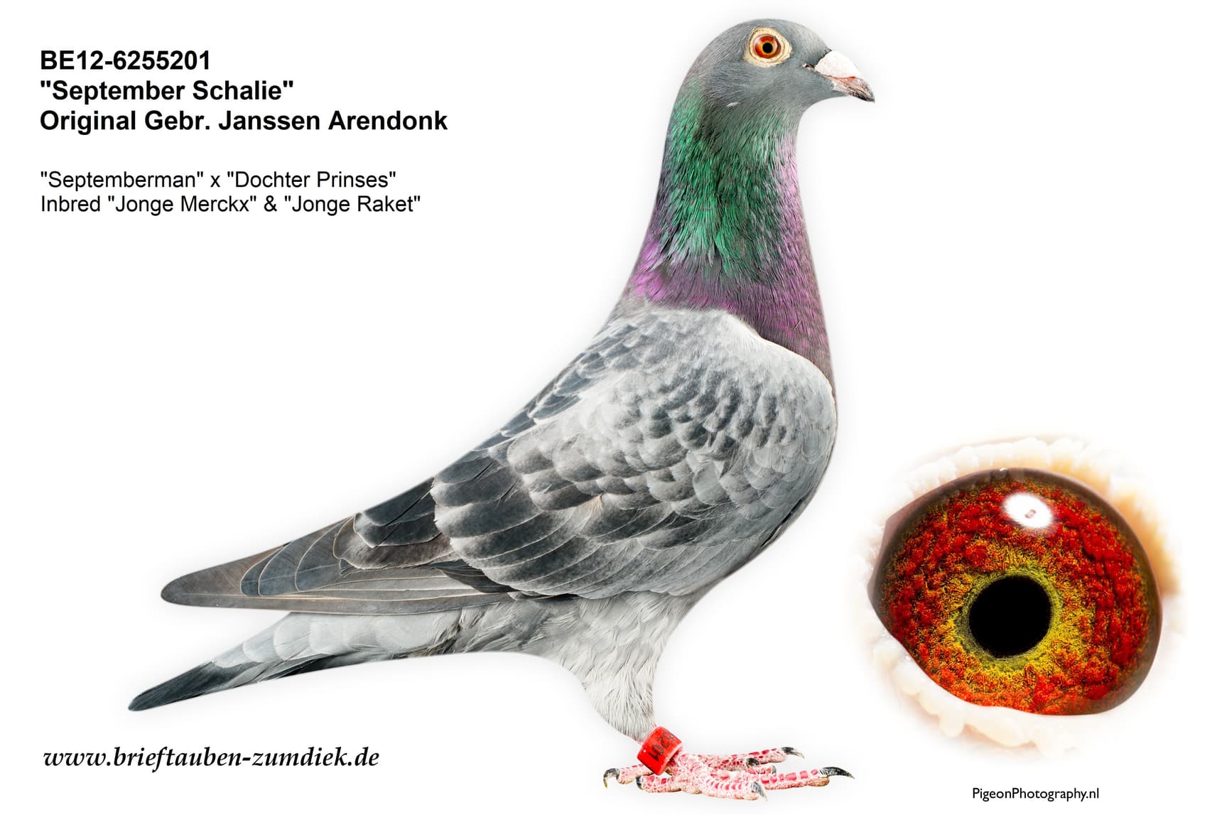 pigeon: undefined