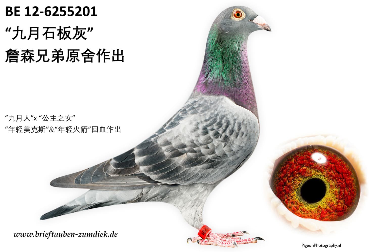 pigeon: undefined