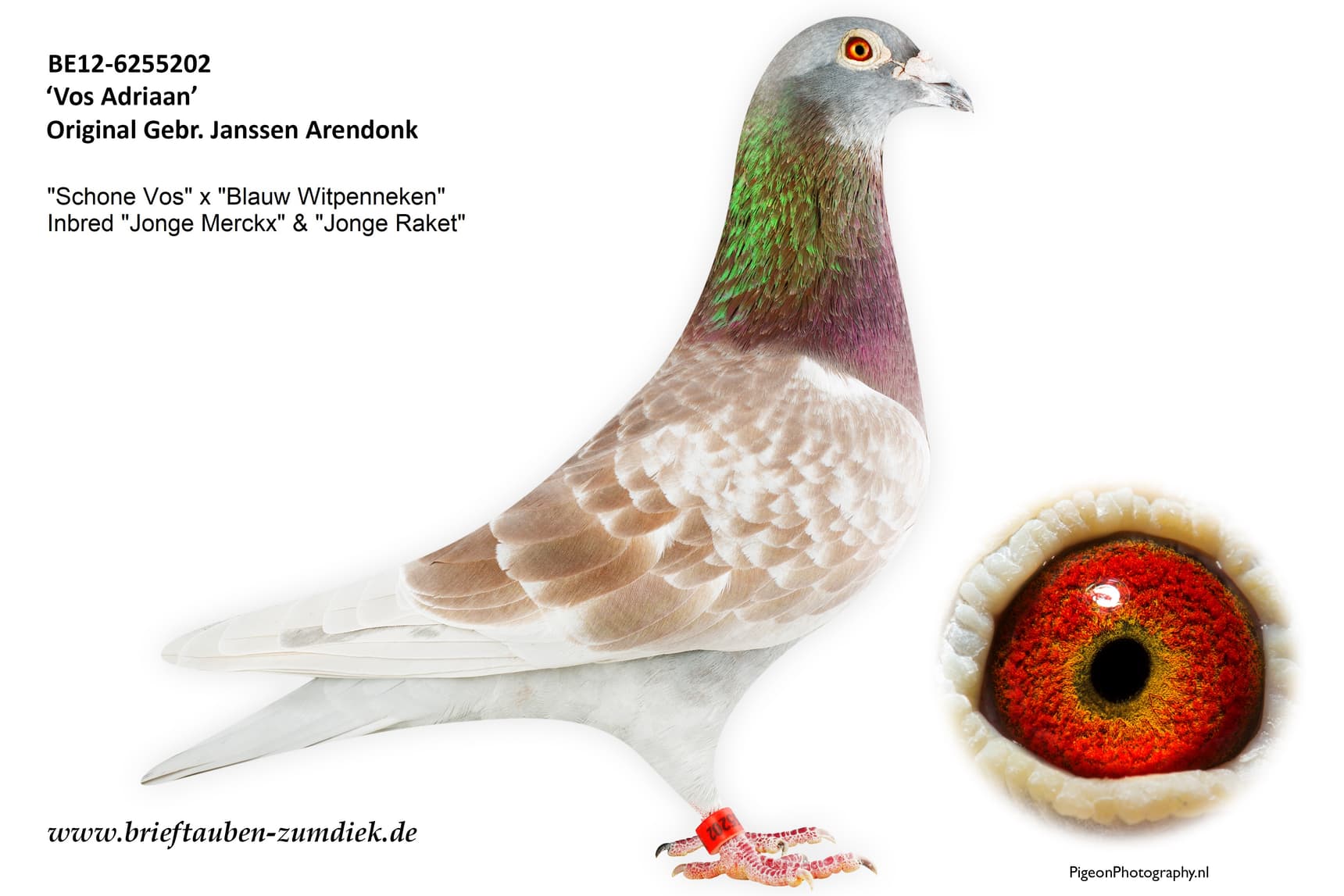pigeon: undefined
