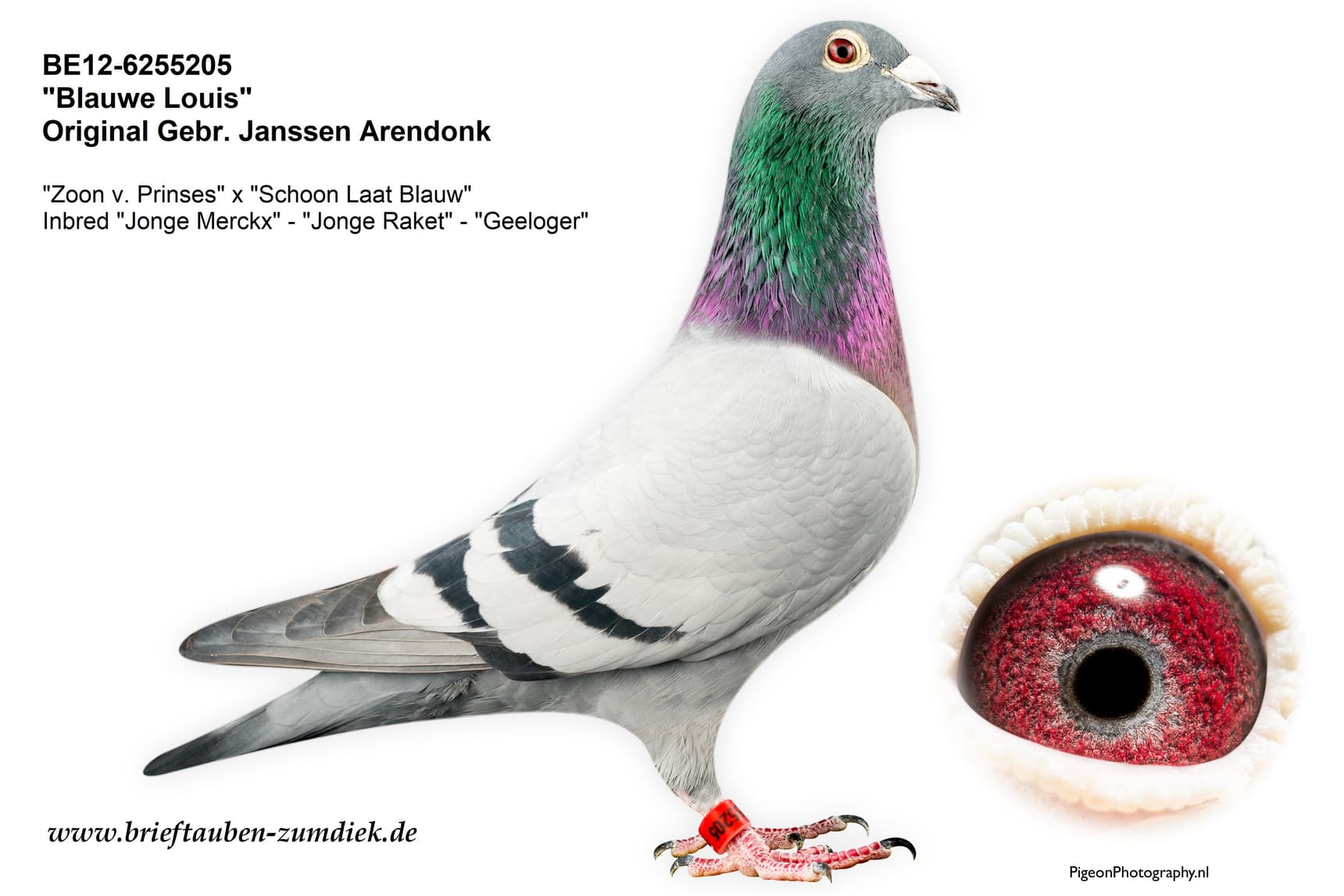 pigeon: undefined