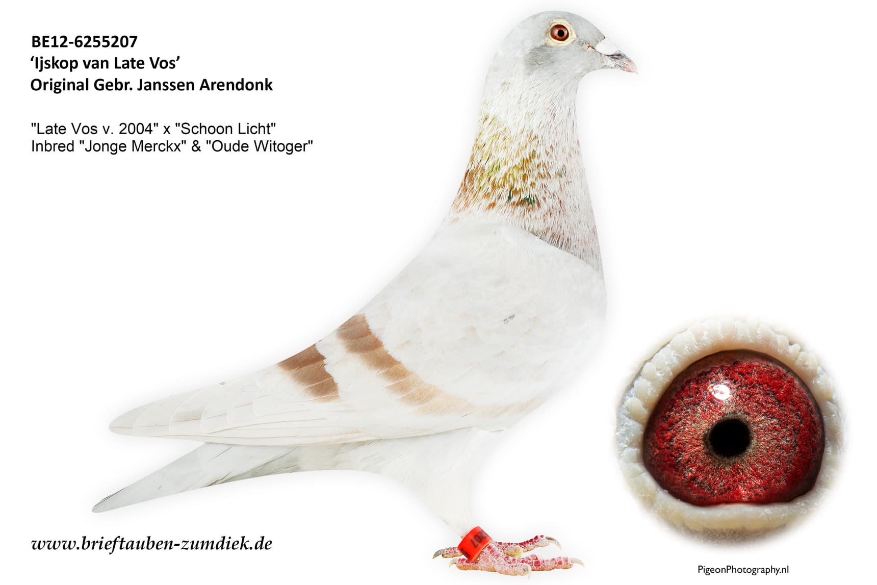 pigeon: undefined
