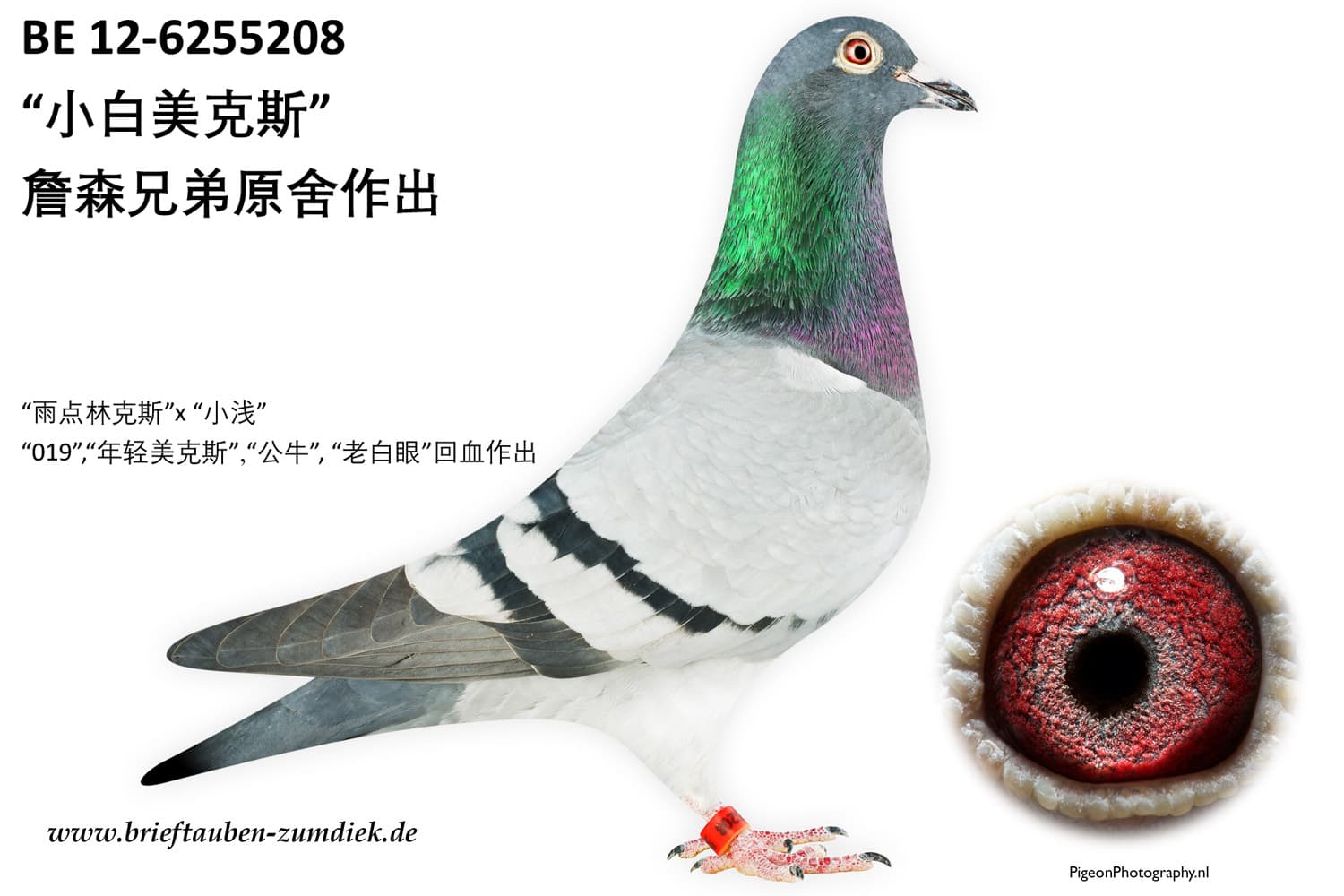 pigeon: undefined