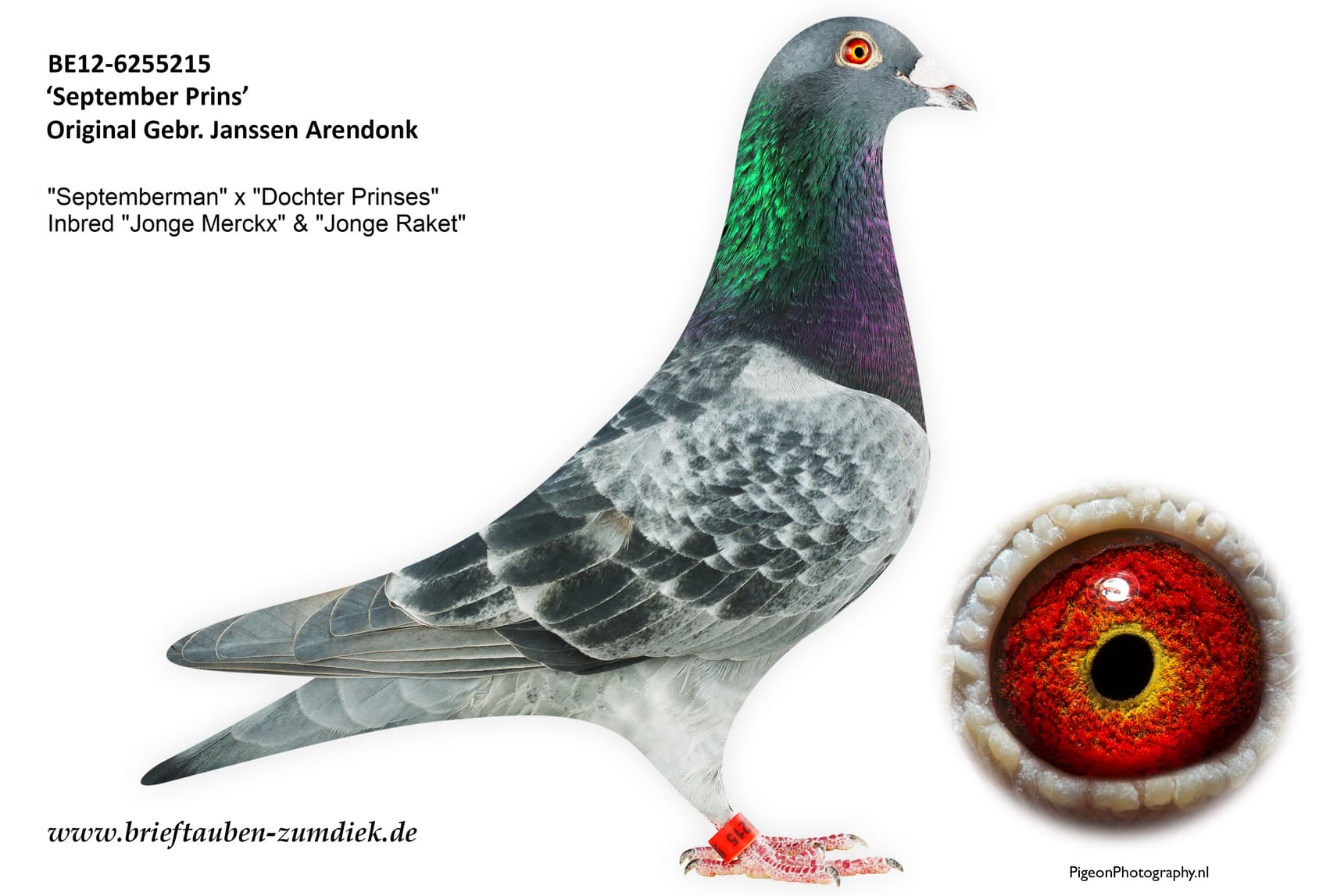 pigeon: undefined