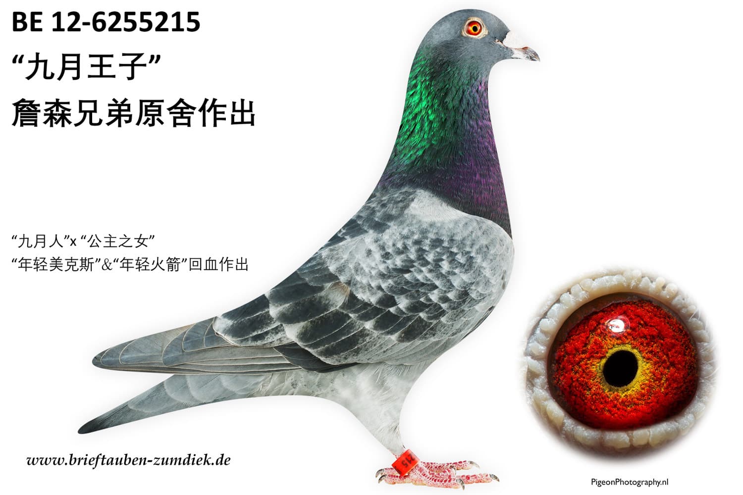 pigeon: undefined