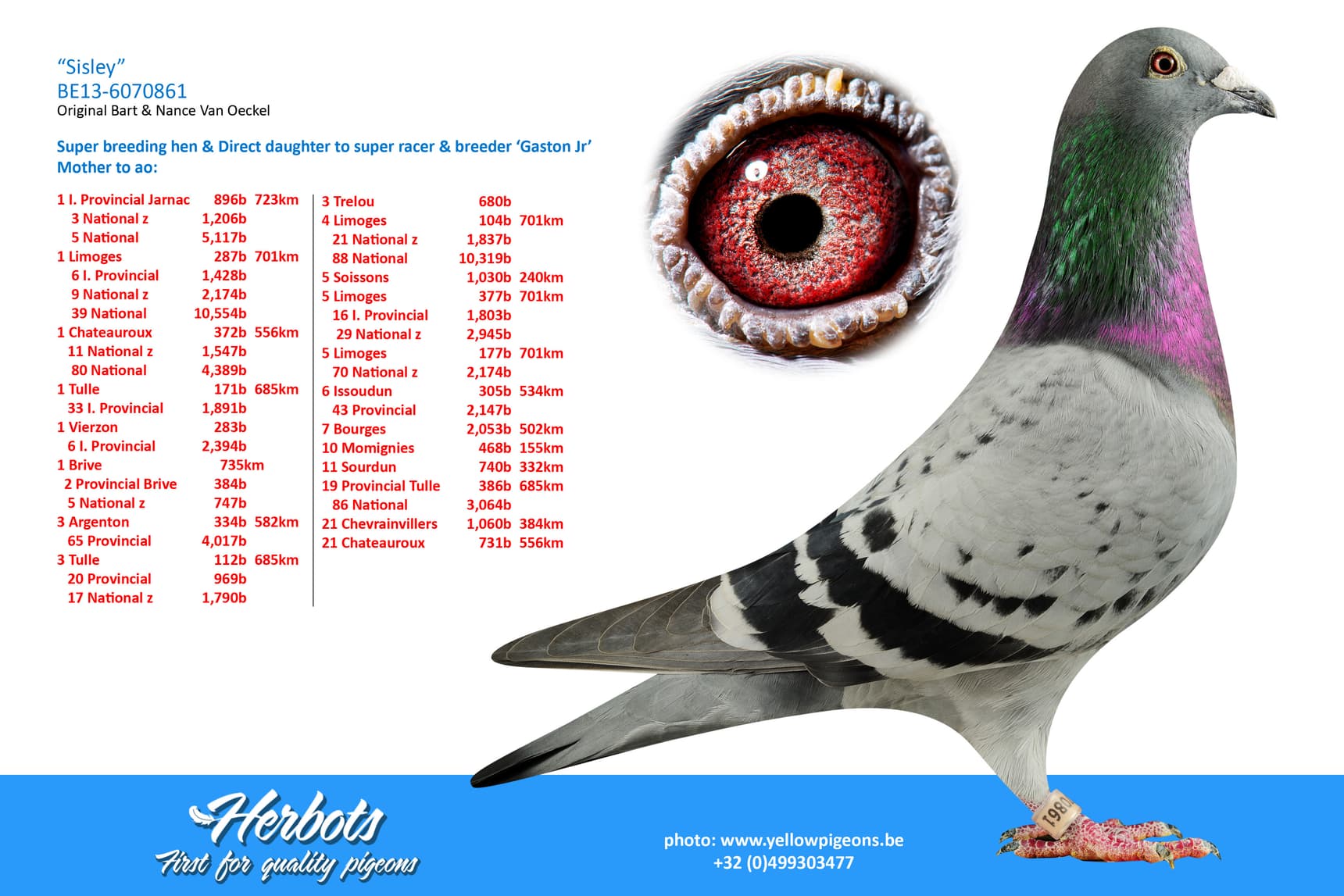 pigeon: undefined