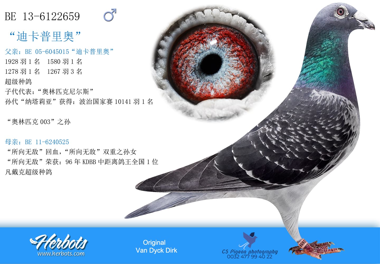 pigeon: “卡普里奥”