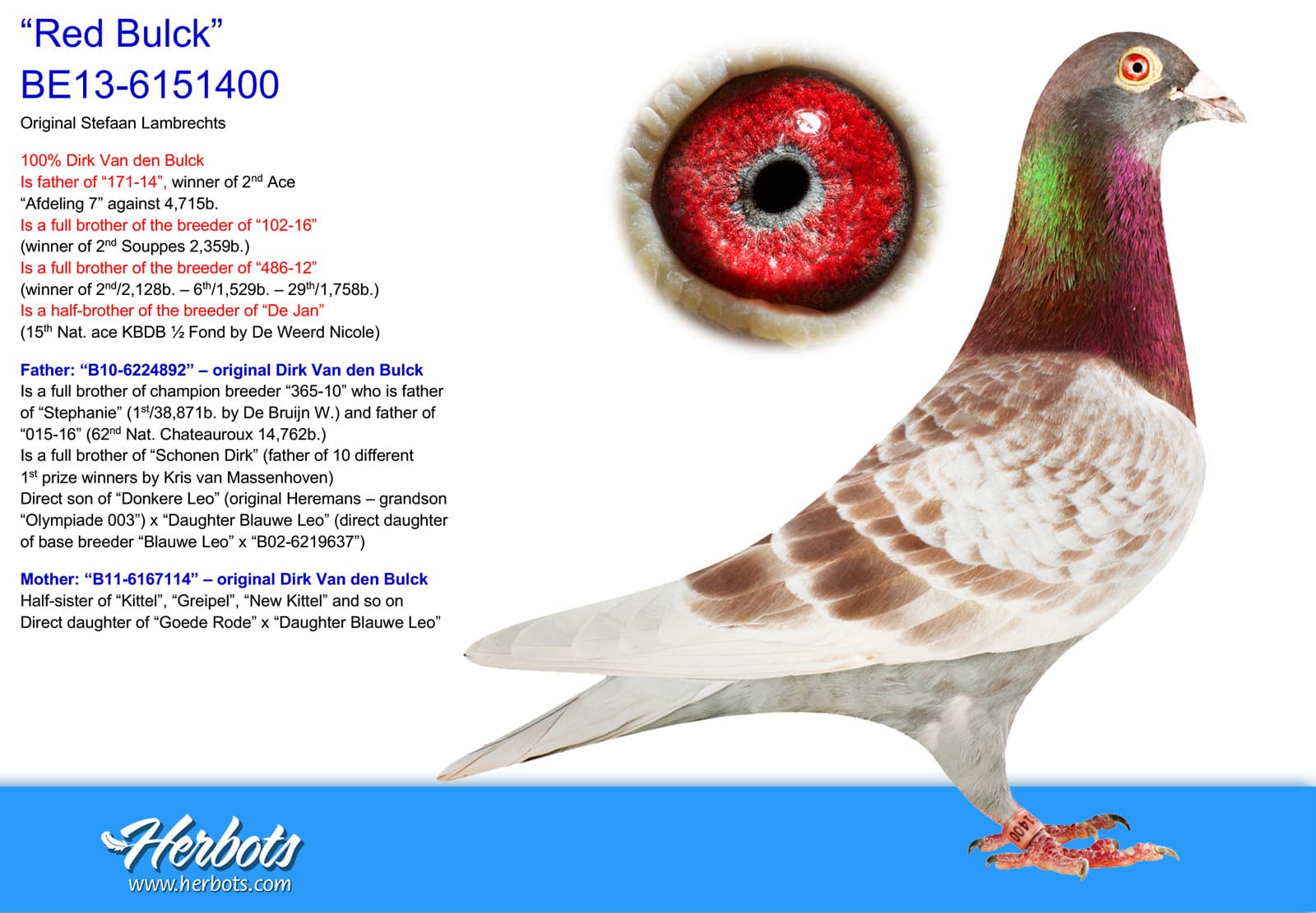 pigeon: undefined