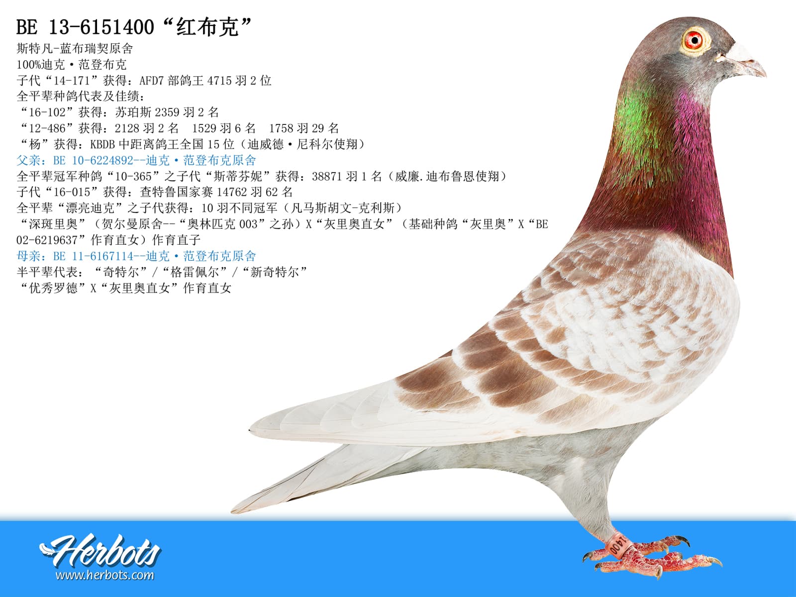 pigeon: undefined