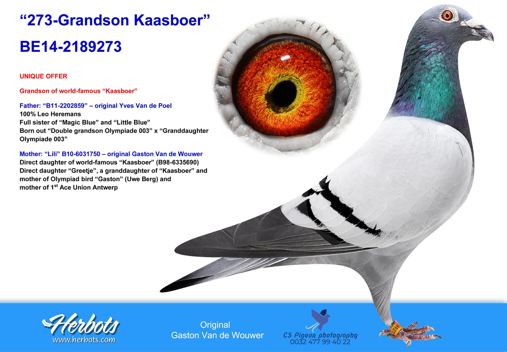 pigeon: undefined