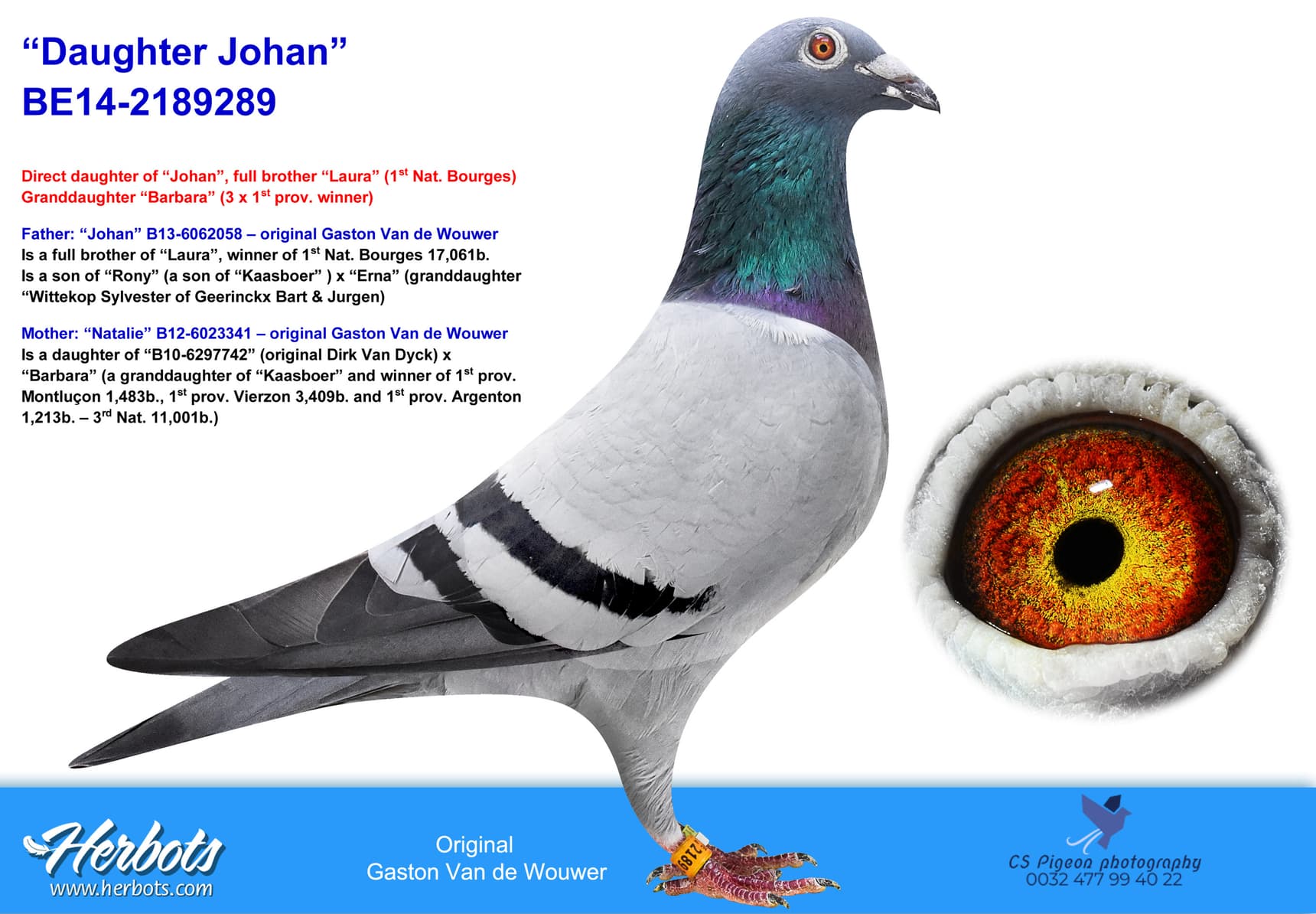 pigeon: undefined