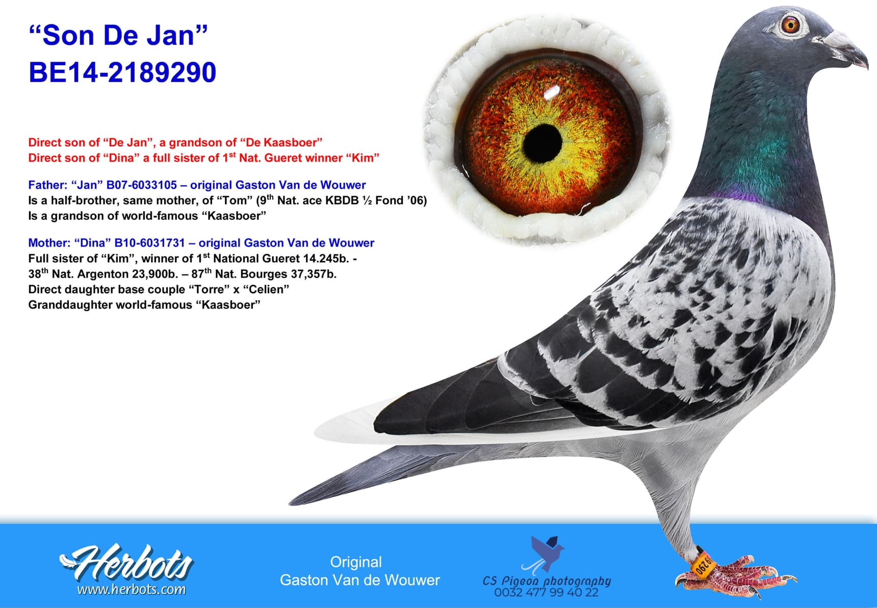 pigeon: undefined