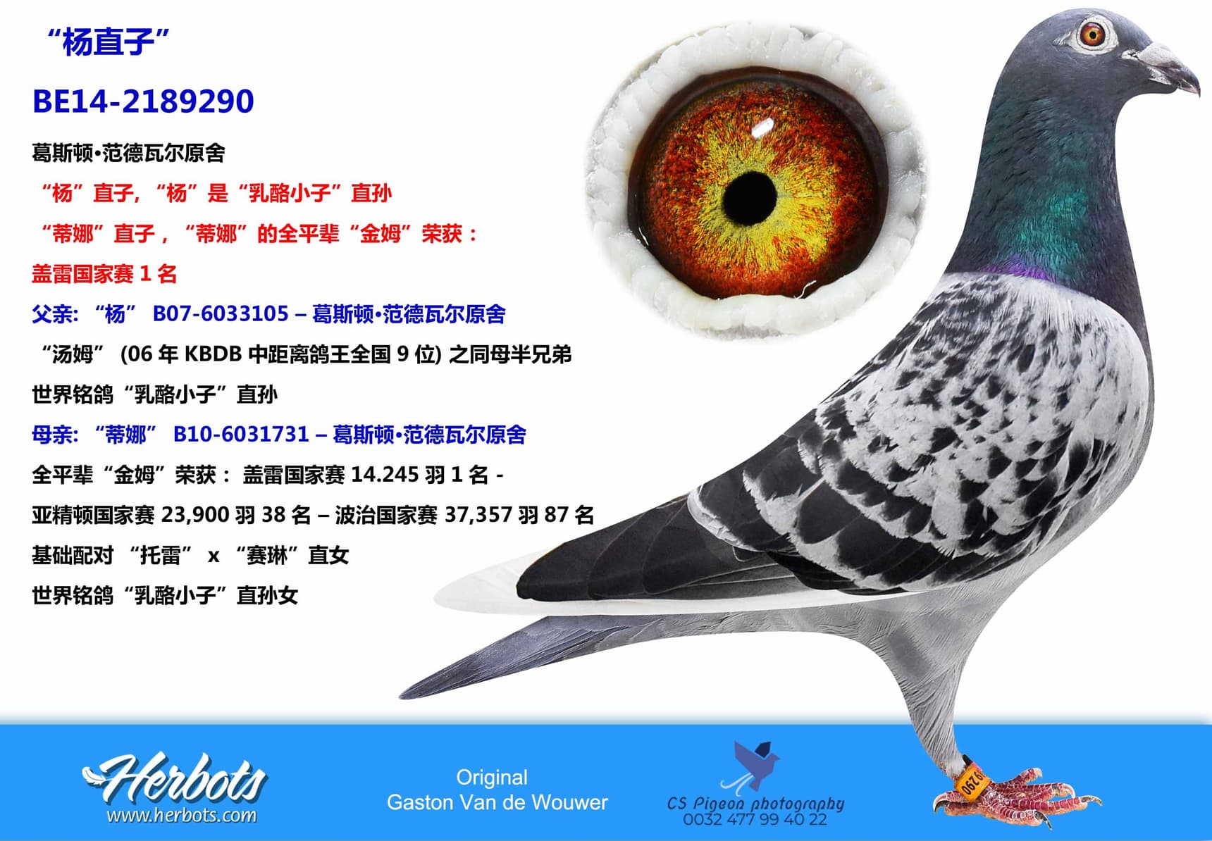 pigeon: “杨直子”