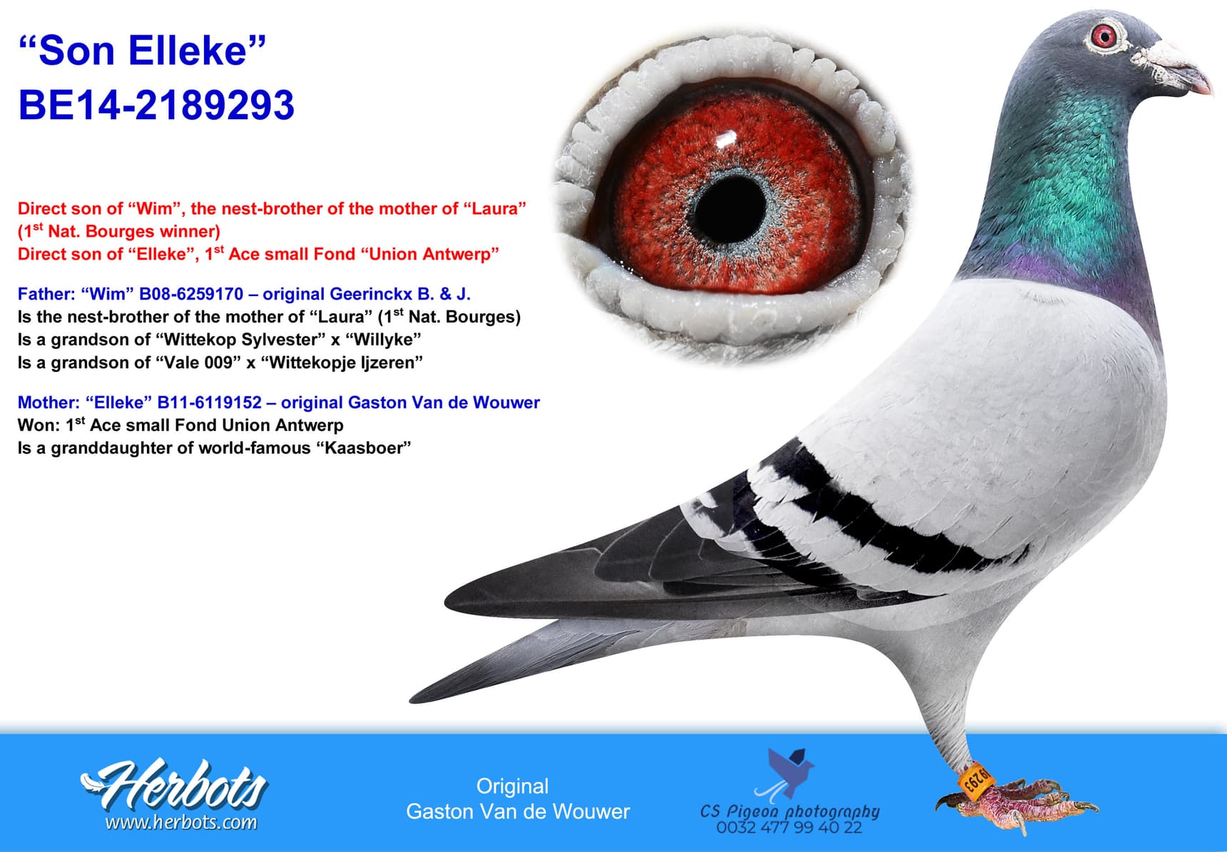 pigeon: undefined