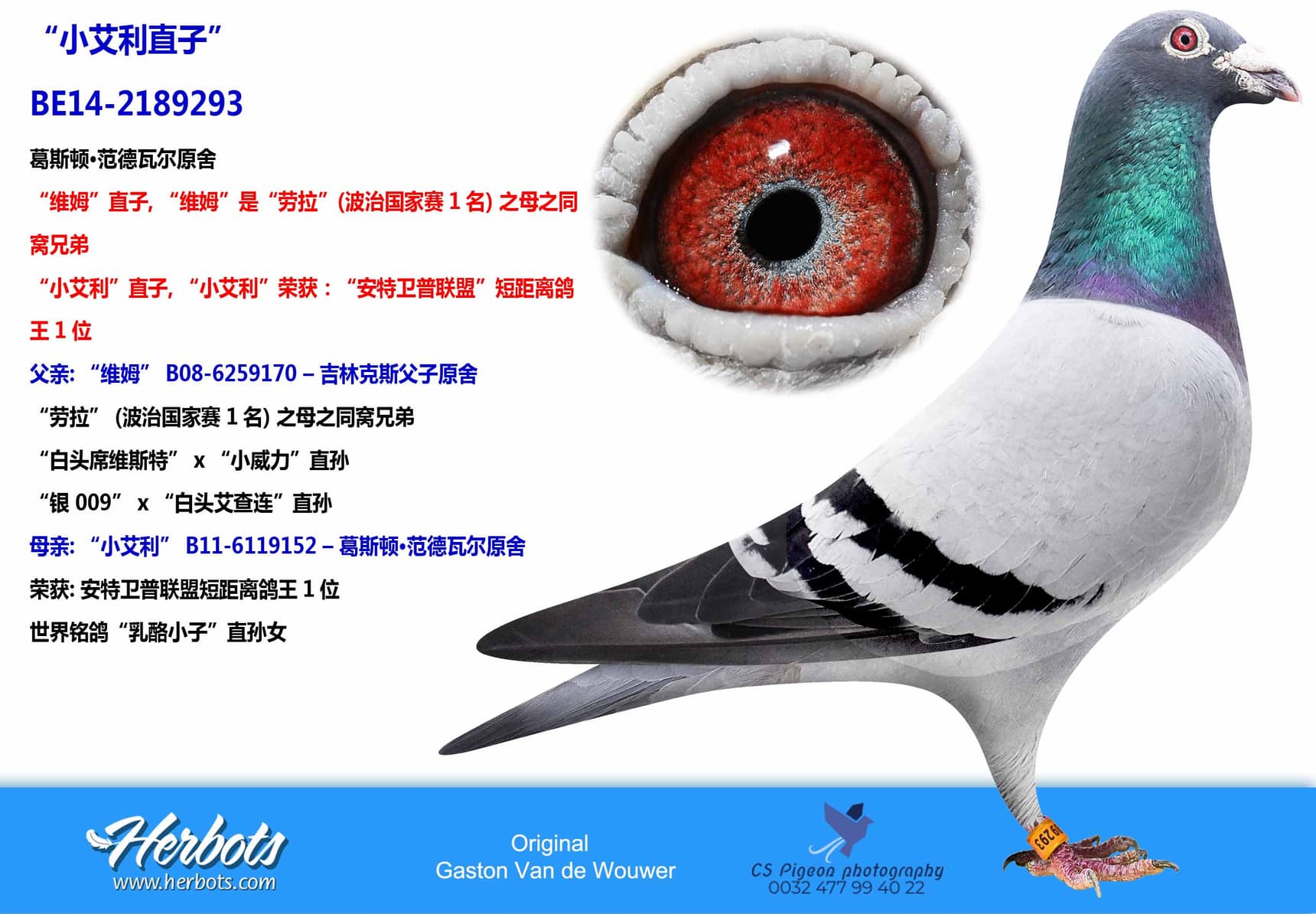 pigeon: “小艾利直子”