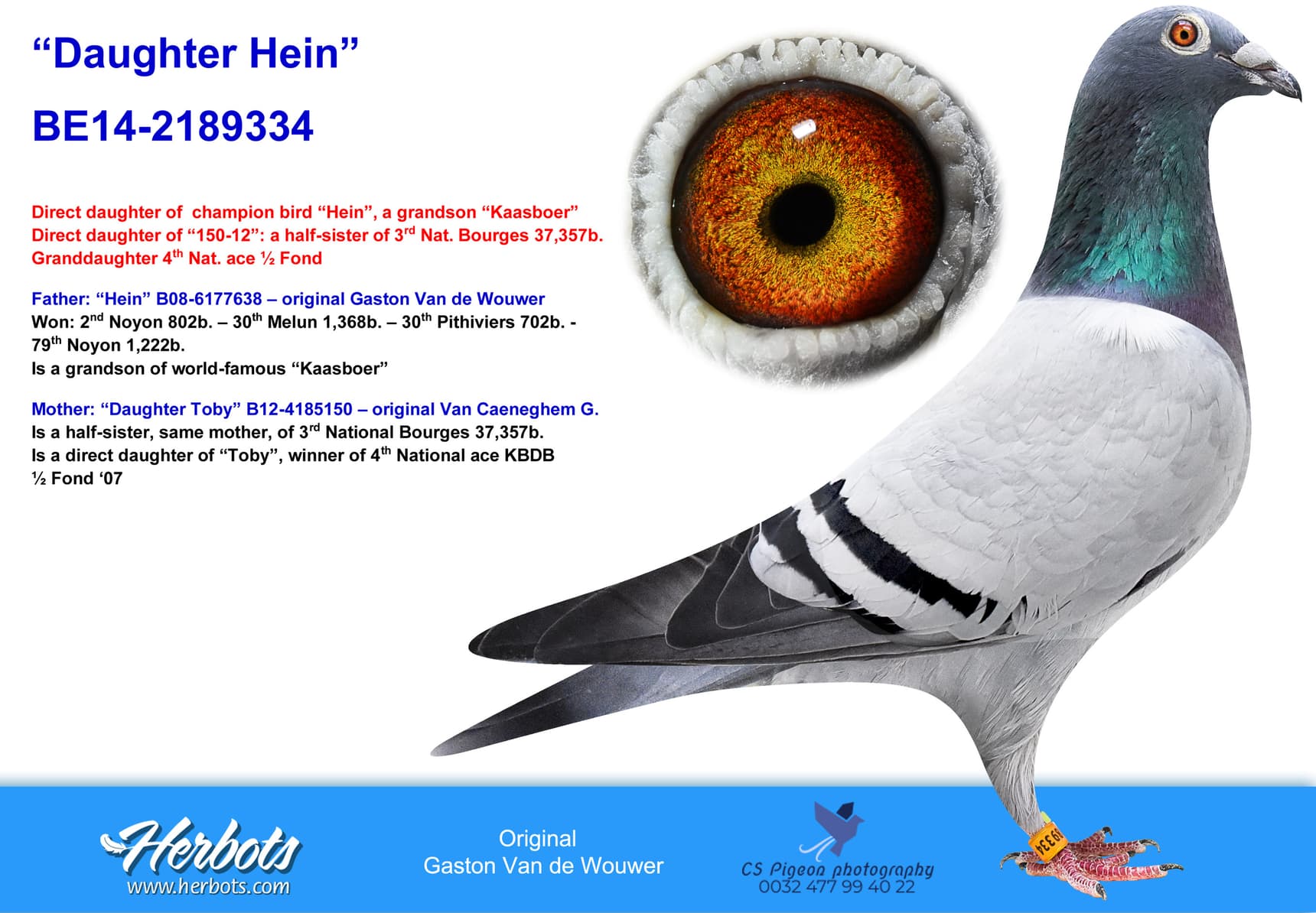pigeon: undefined
